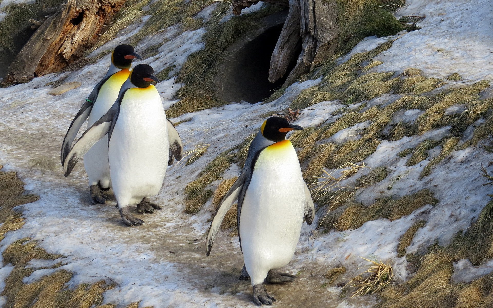 königspinguine natur winter