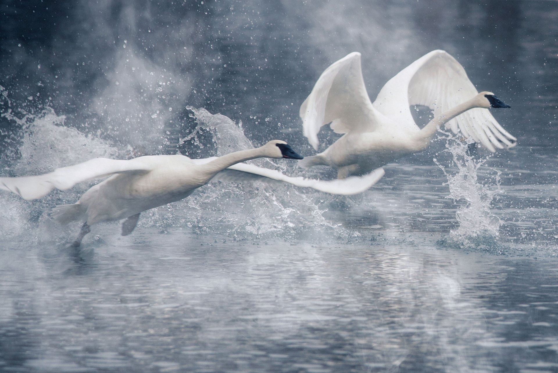 cisnes aves vapor alas agua salpicaduras