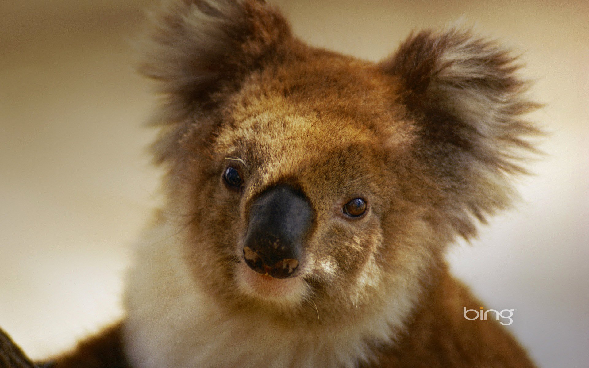 koala torbacz australia roślinożerca