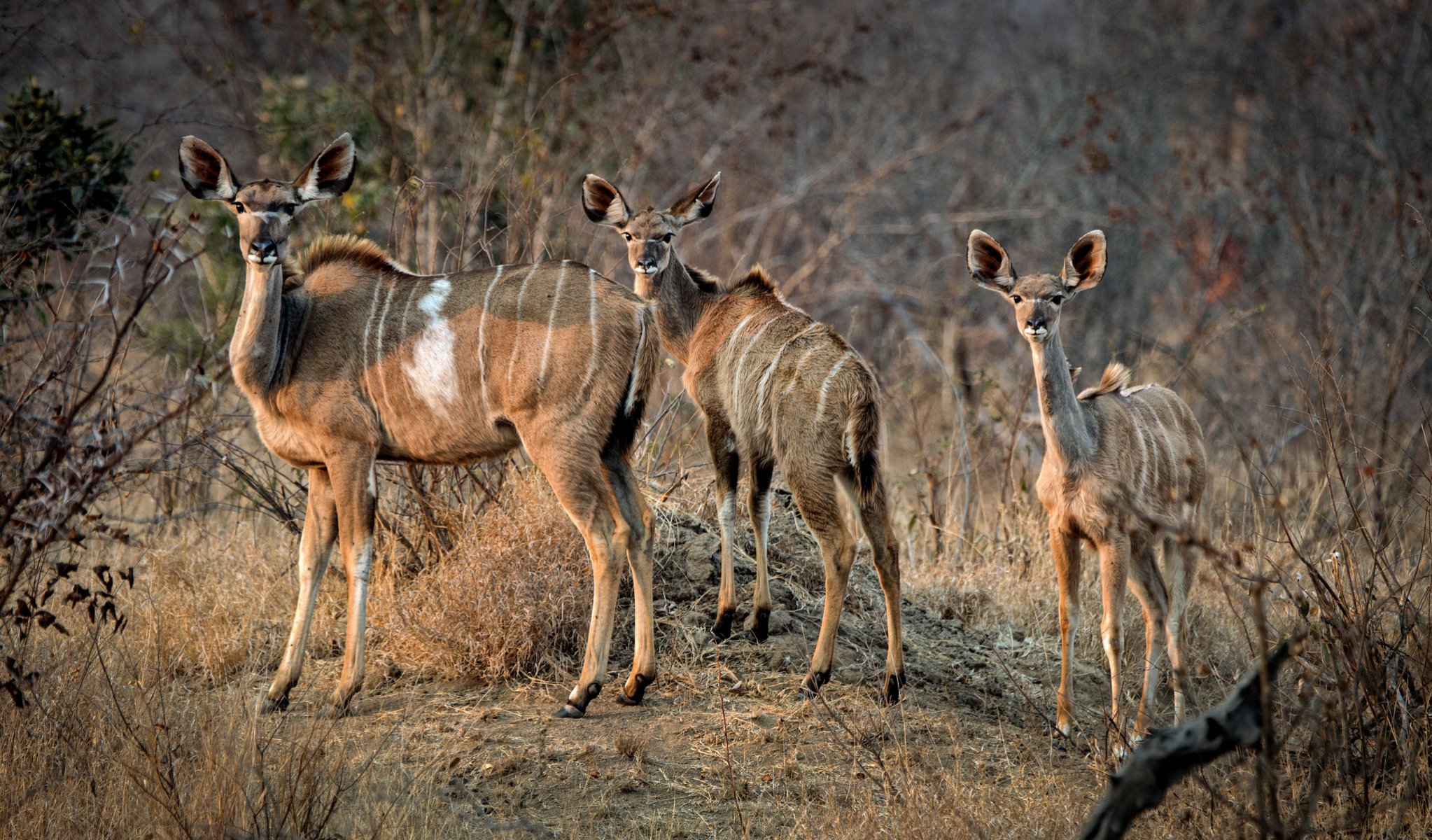 südafrika afrika antilopen familie morgen