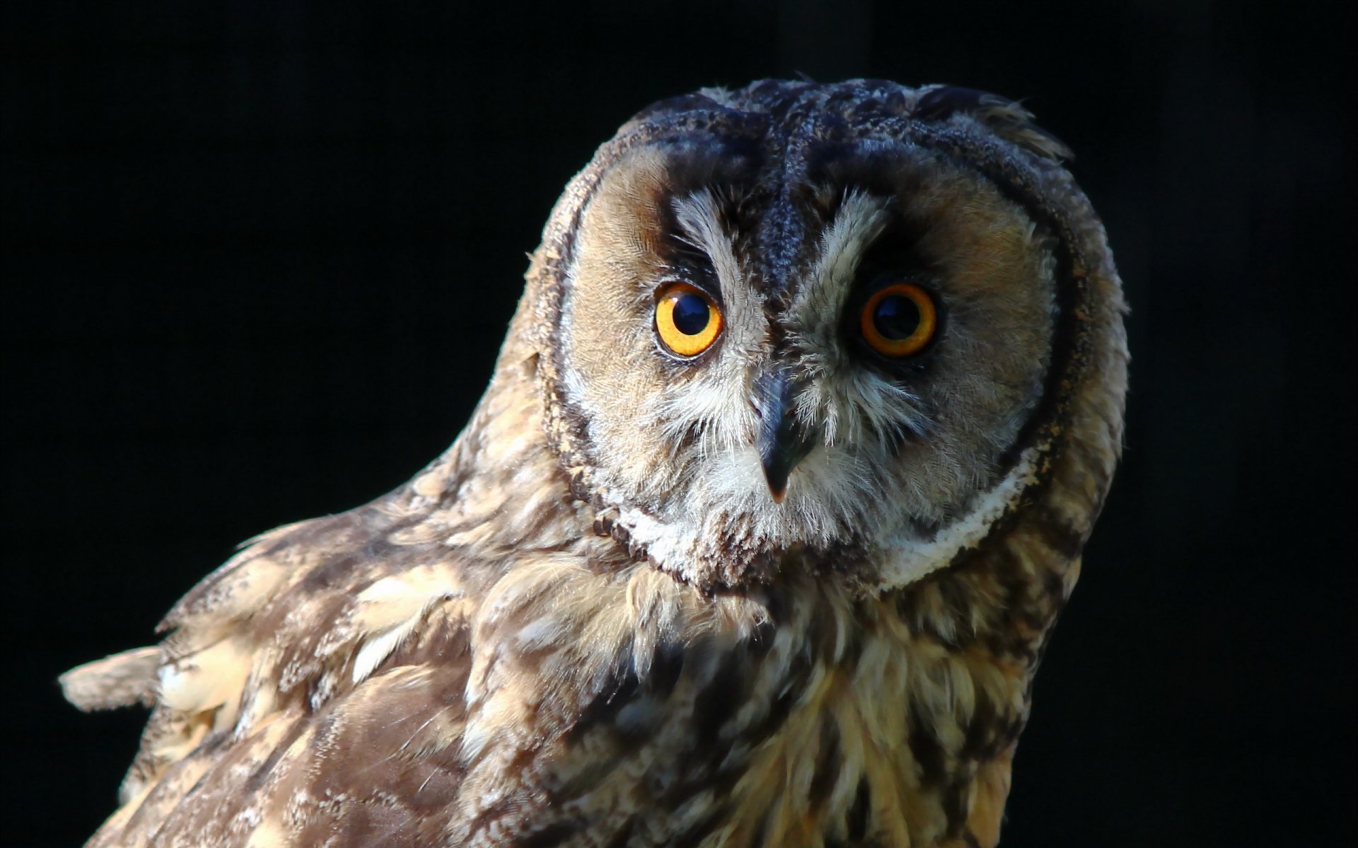 uccello gufo natura