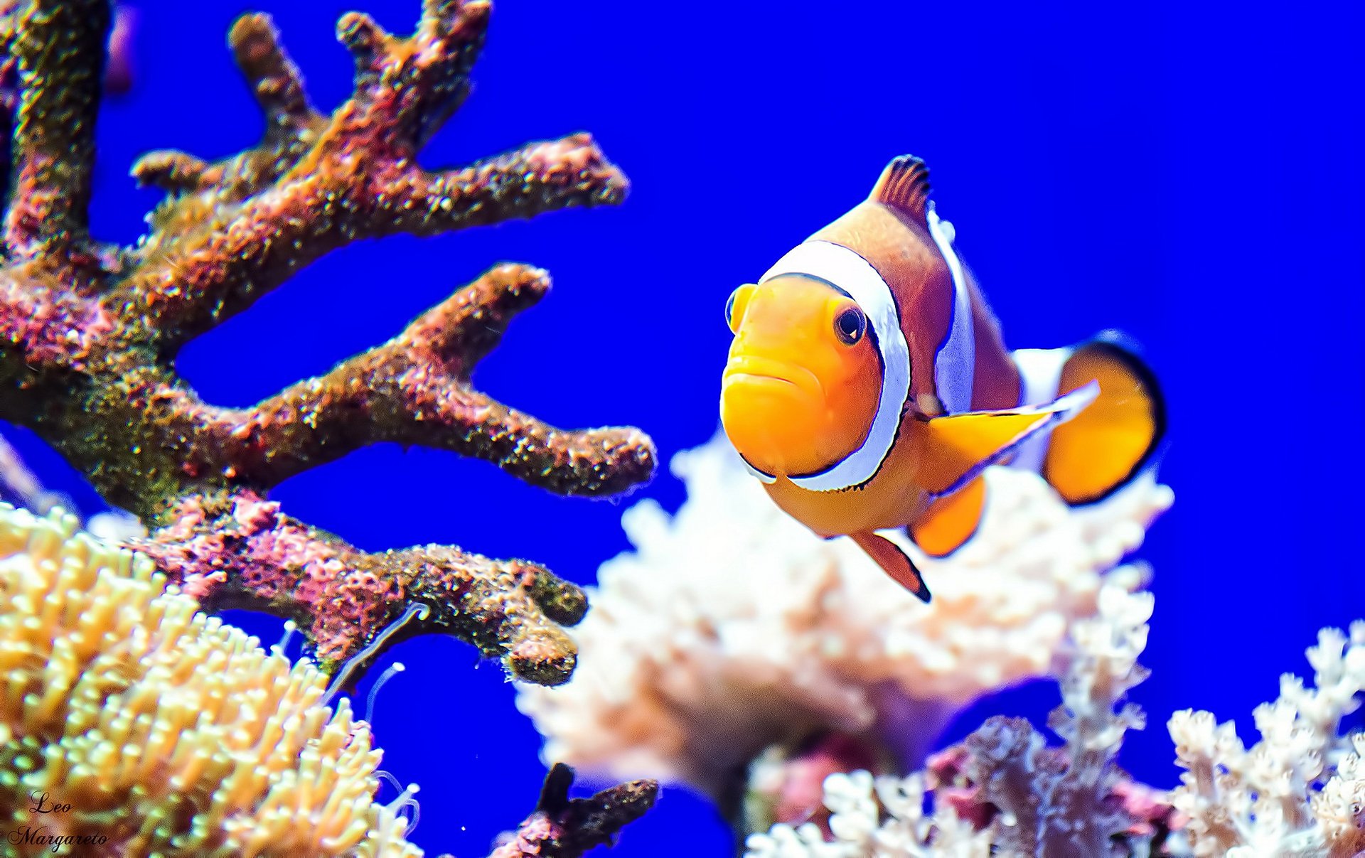 ea ocean coral fish flower