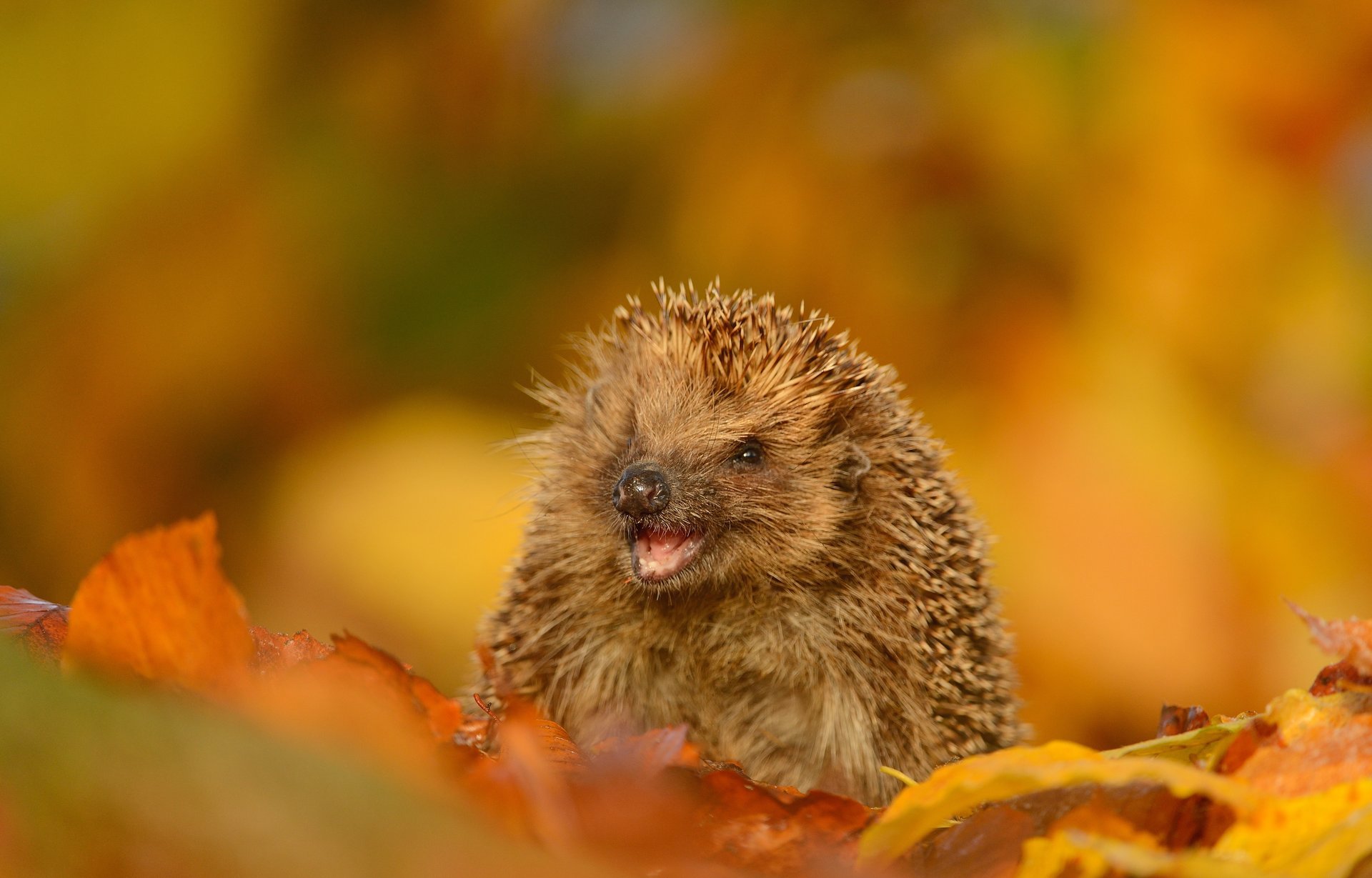 blätter herbst maulkorb stacheln lächeln