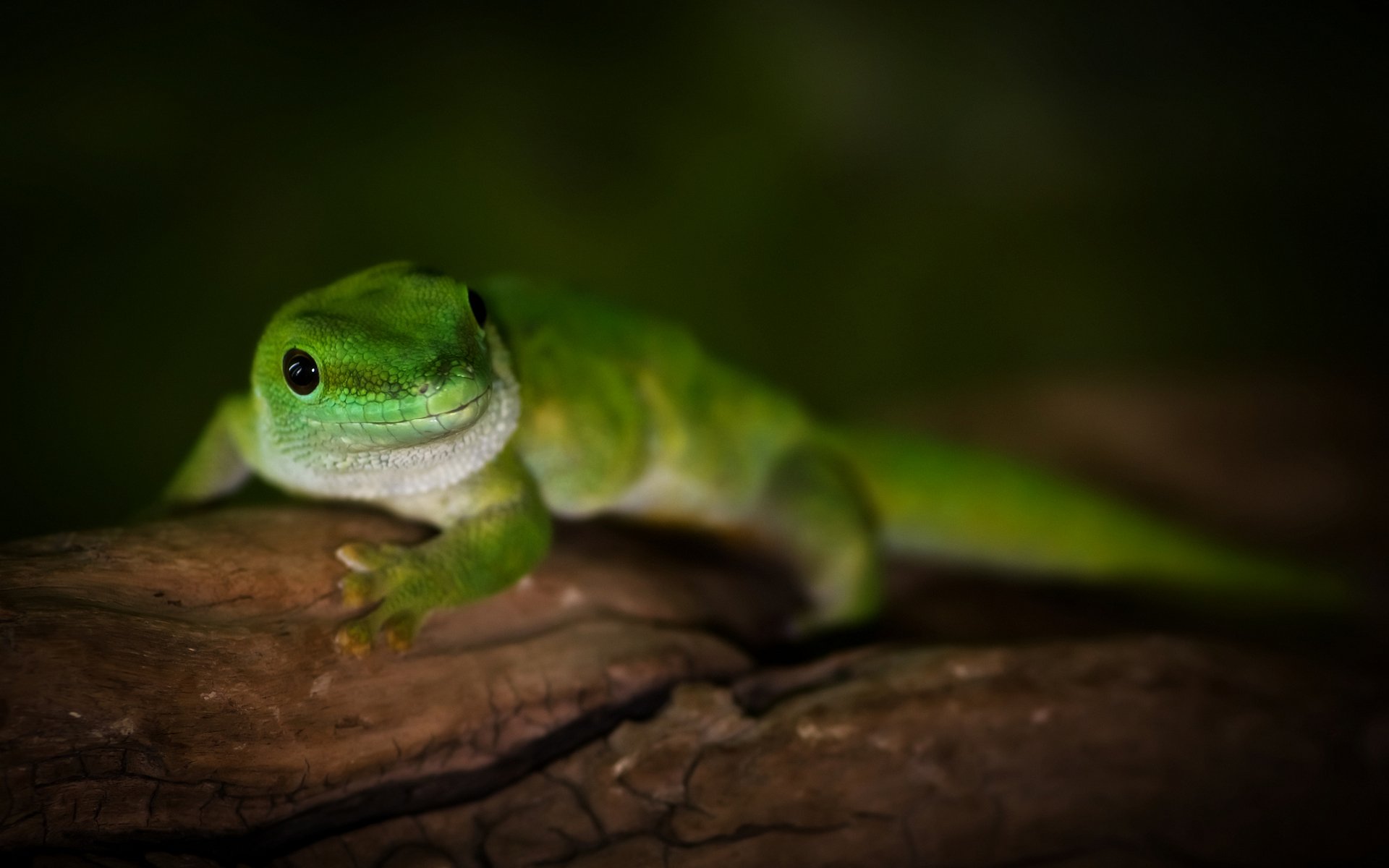 madagascar day gecko madagascar day gecko lizard macro tree green