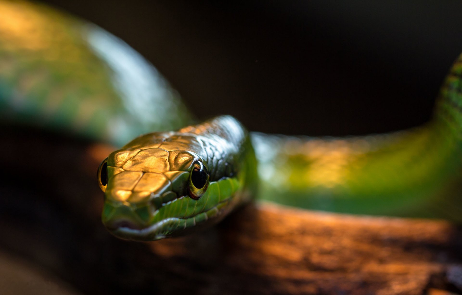 schlange grün reptil hintergrund