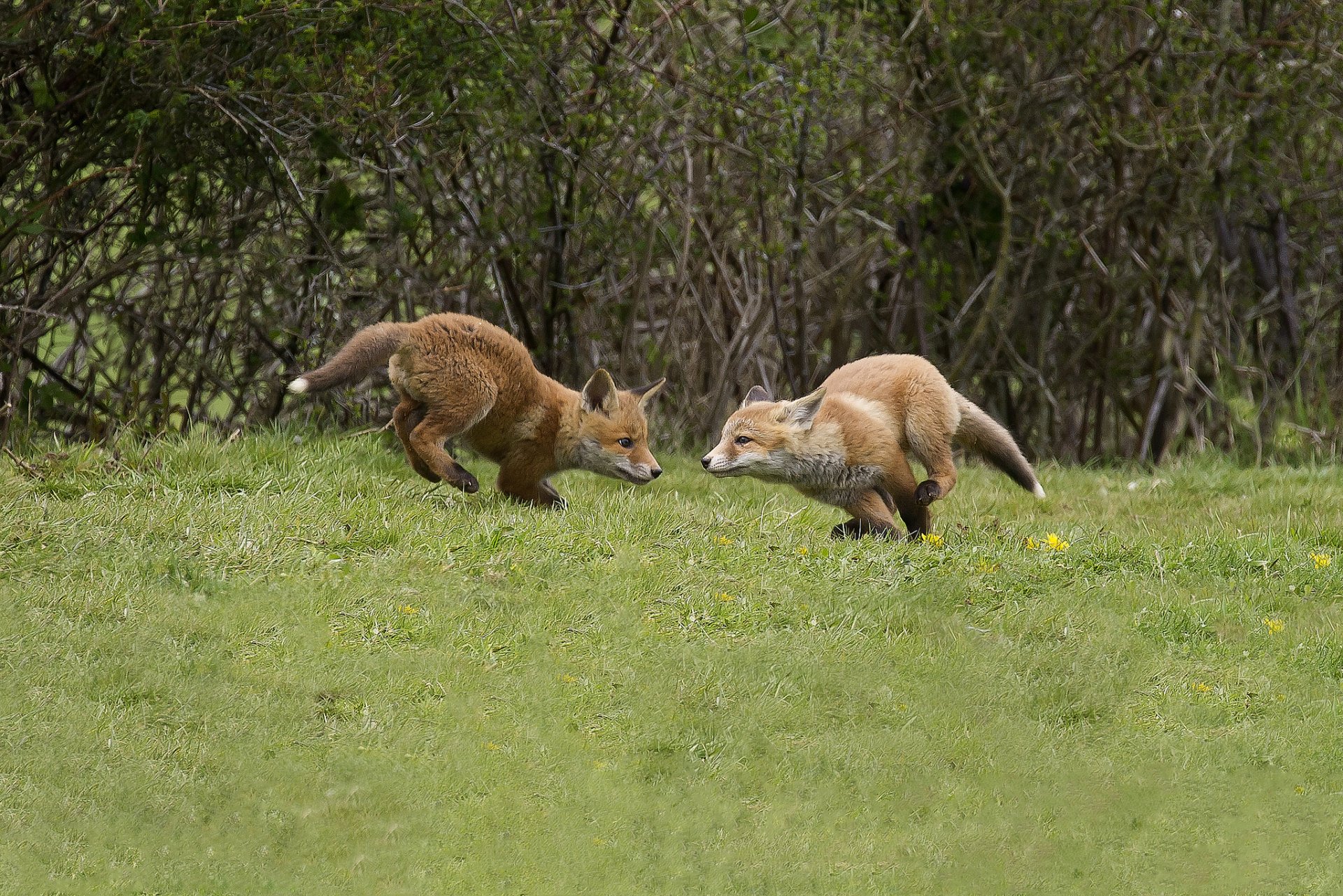 bush field foxes red game