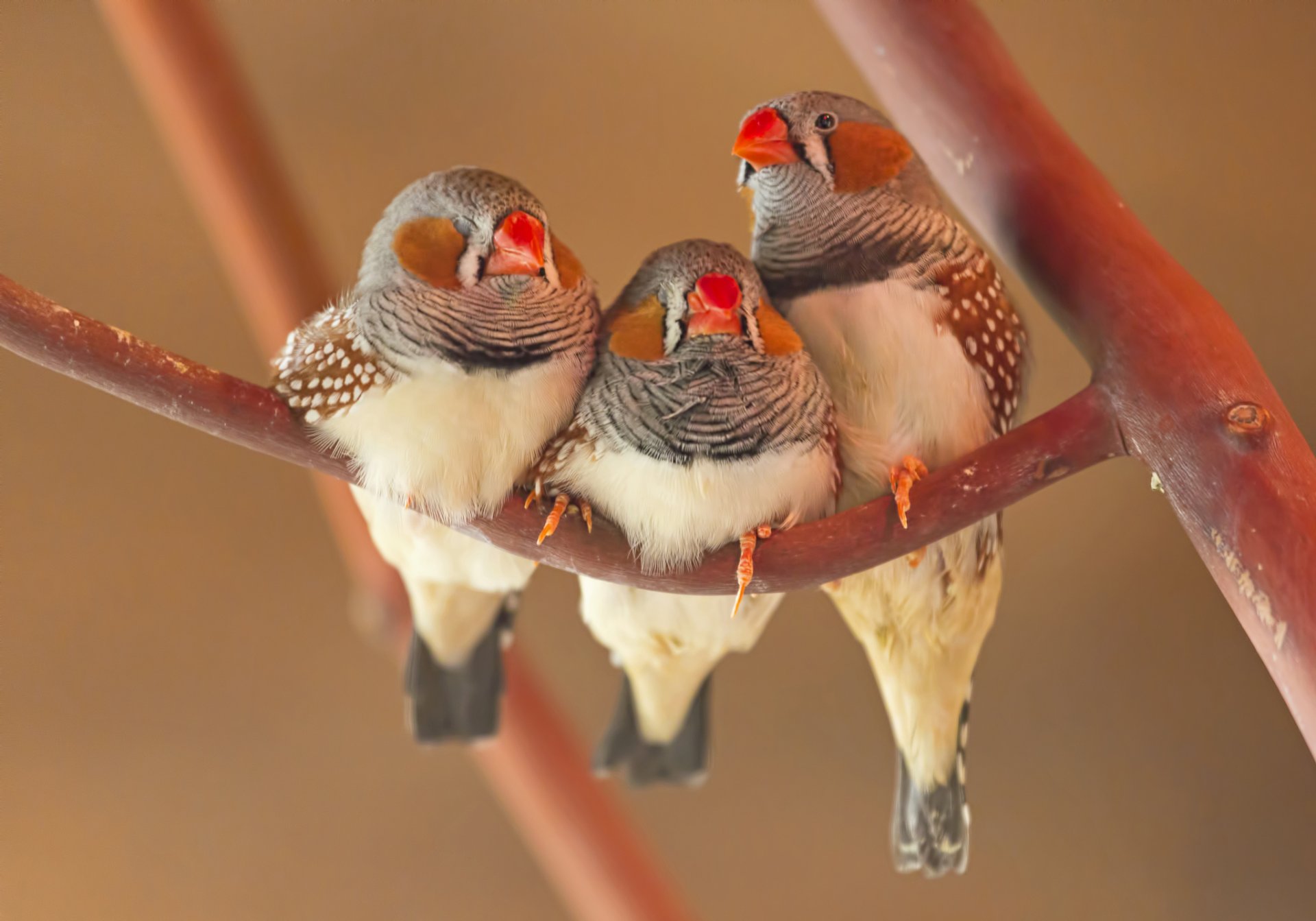 papagei vogel trio zweig schnabel