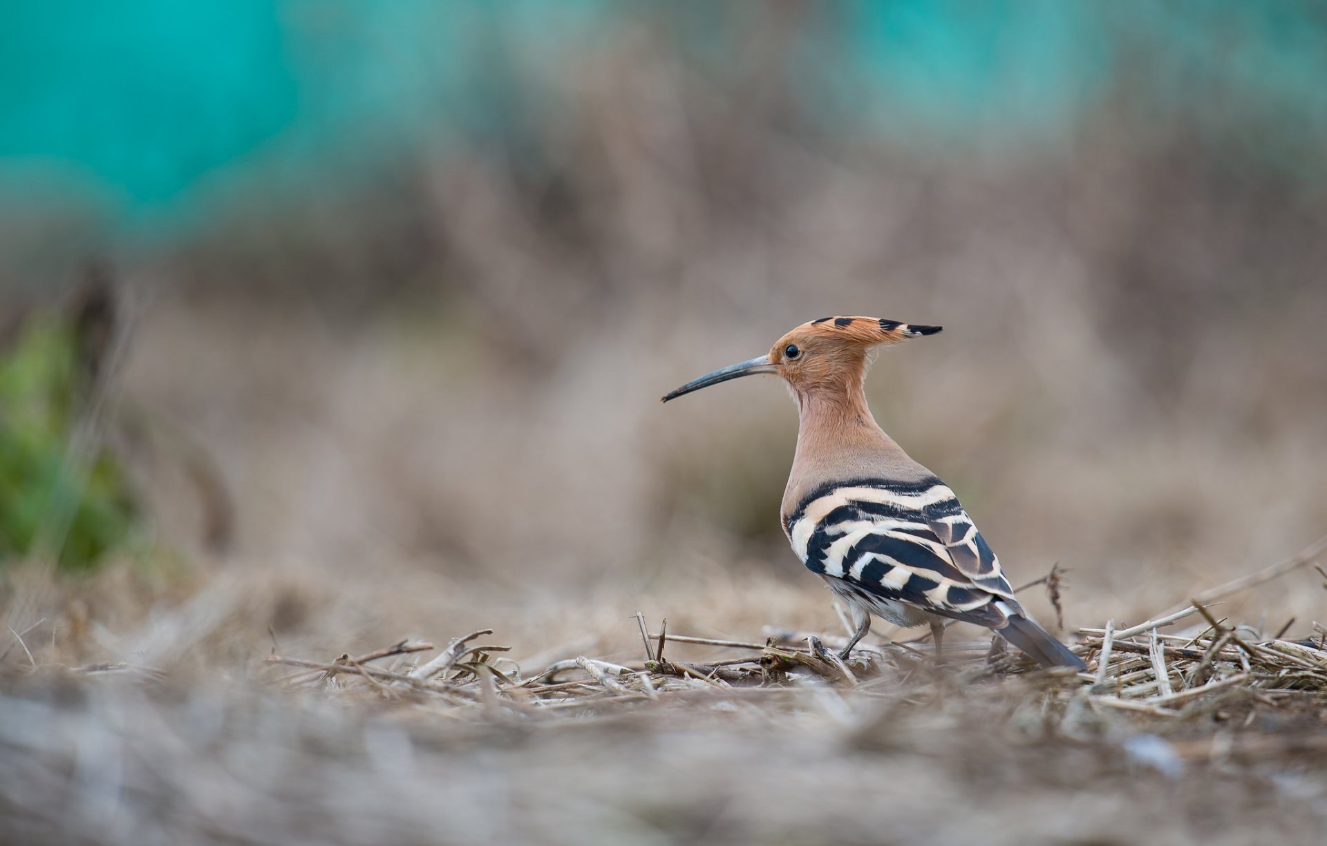 poultry hoopoe beak crest background