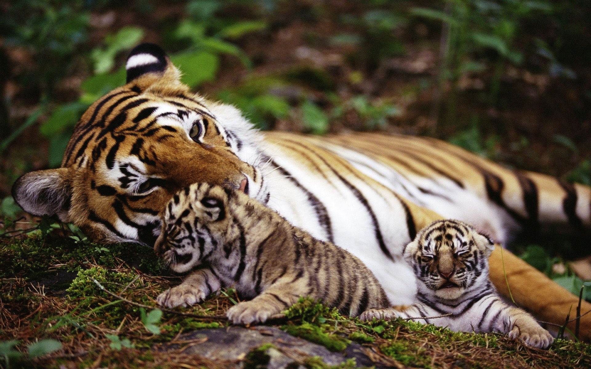 tigre animaux tigres animaux nature