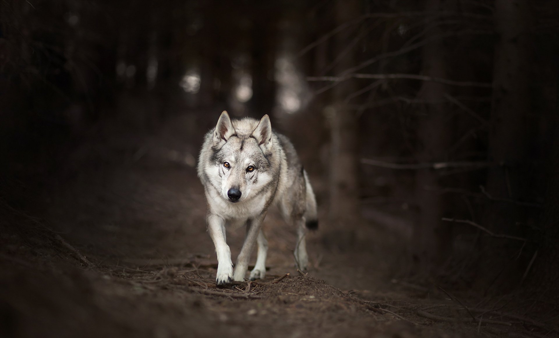 wolf forest nature