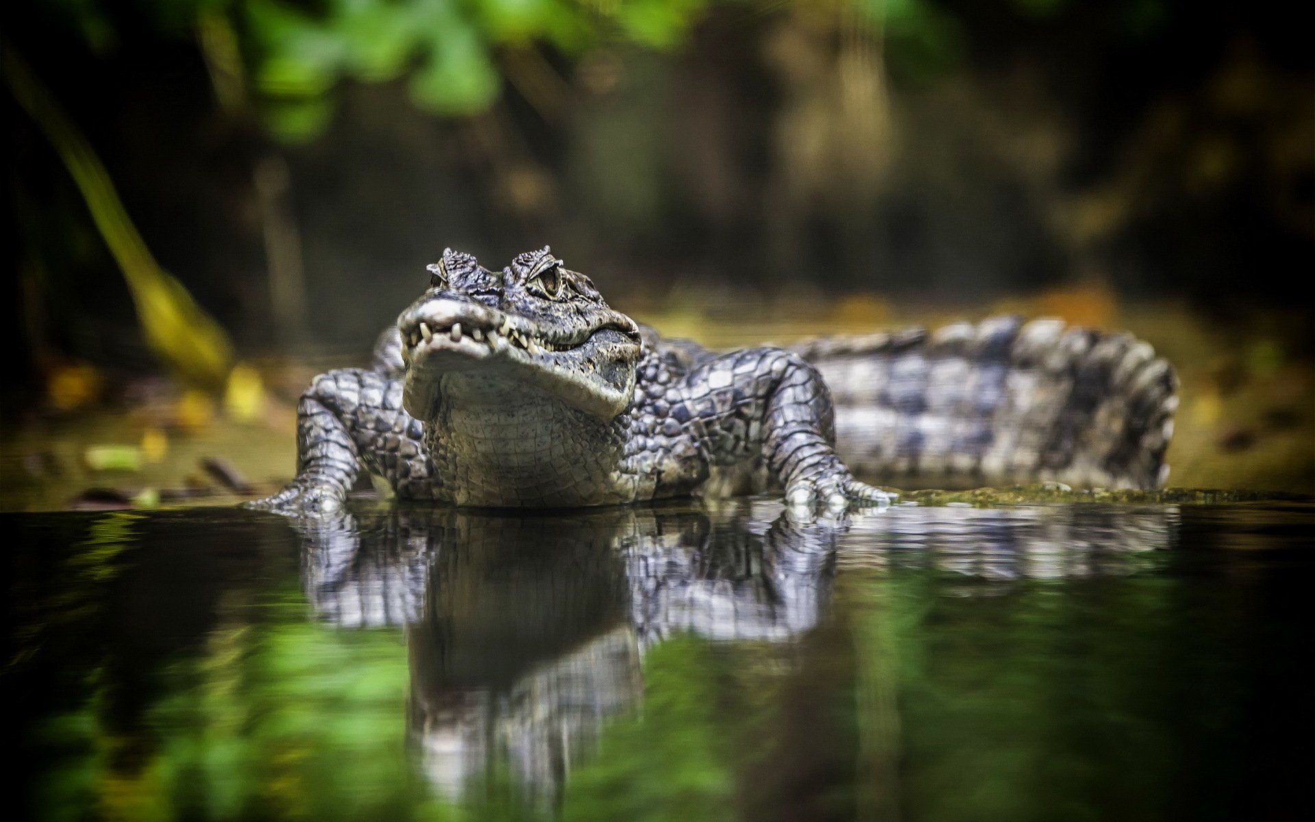 krokodil australien reptilien