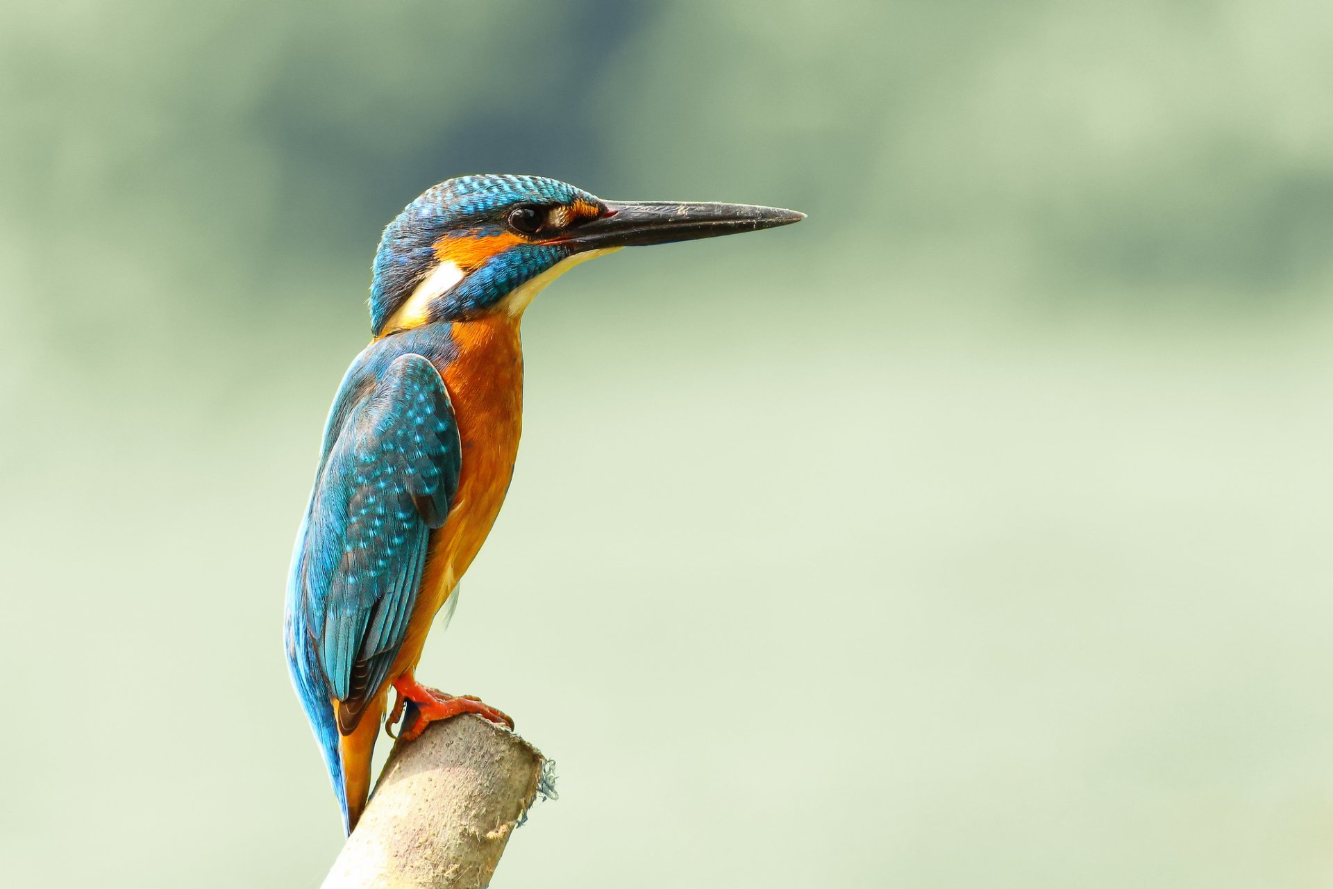 oiseau martin-pêcheur commun alcedo atthis martin-pêcheur