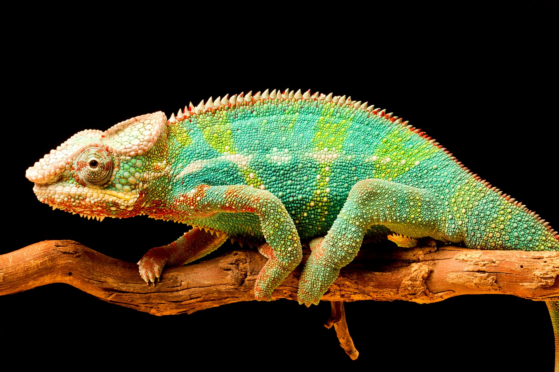 chameleon branch flowers tail reptile