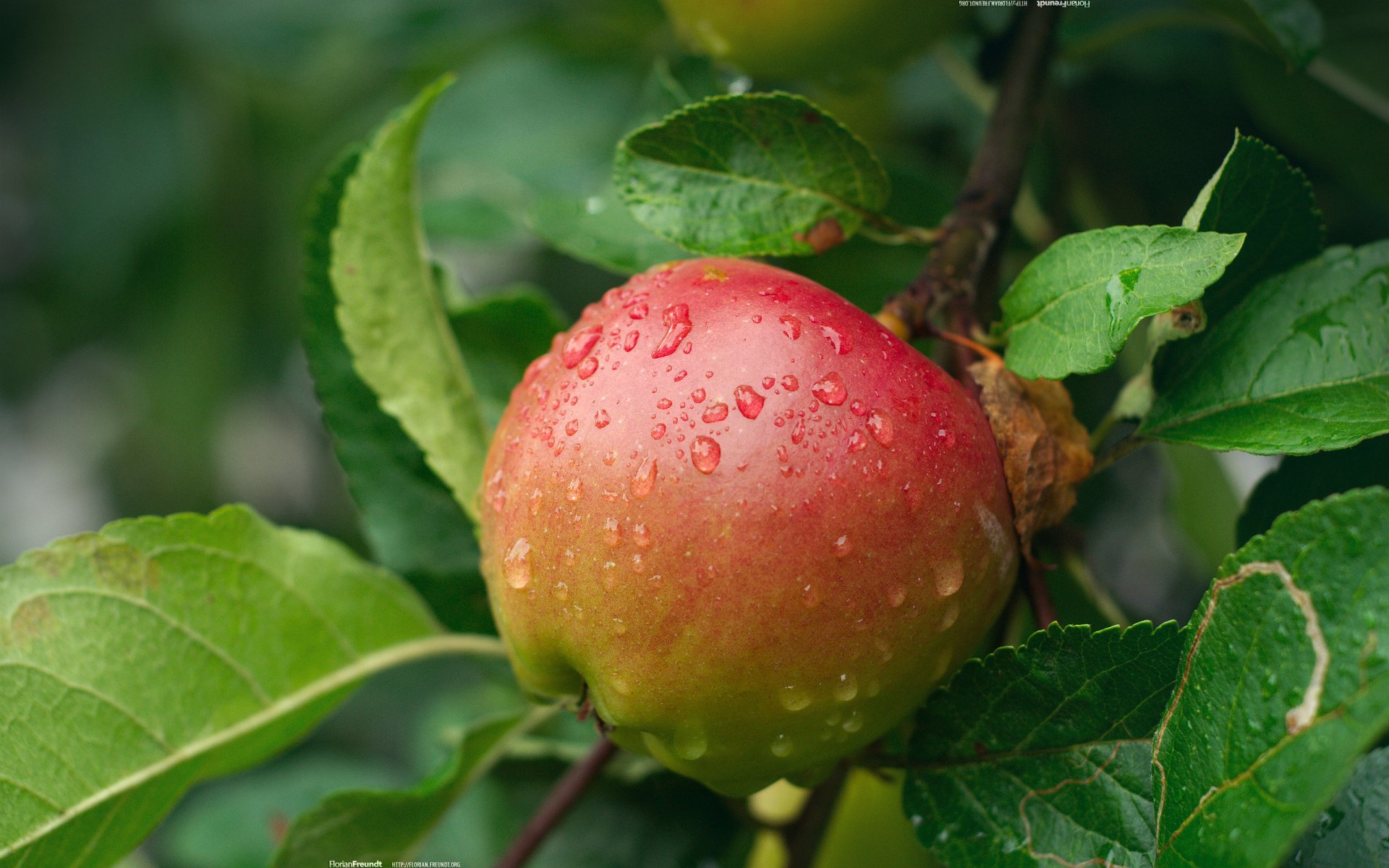 manzana gotas rama naturaleza