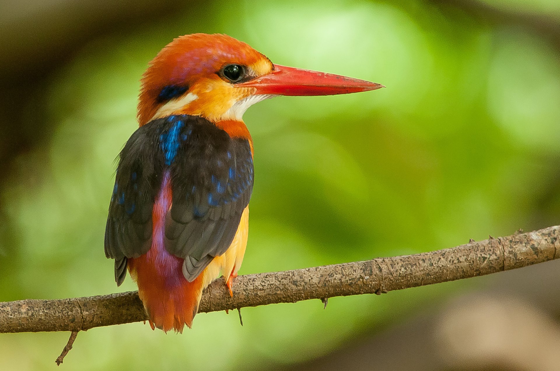 martín pescador pájaro pico plumas rama