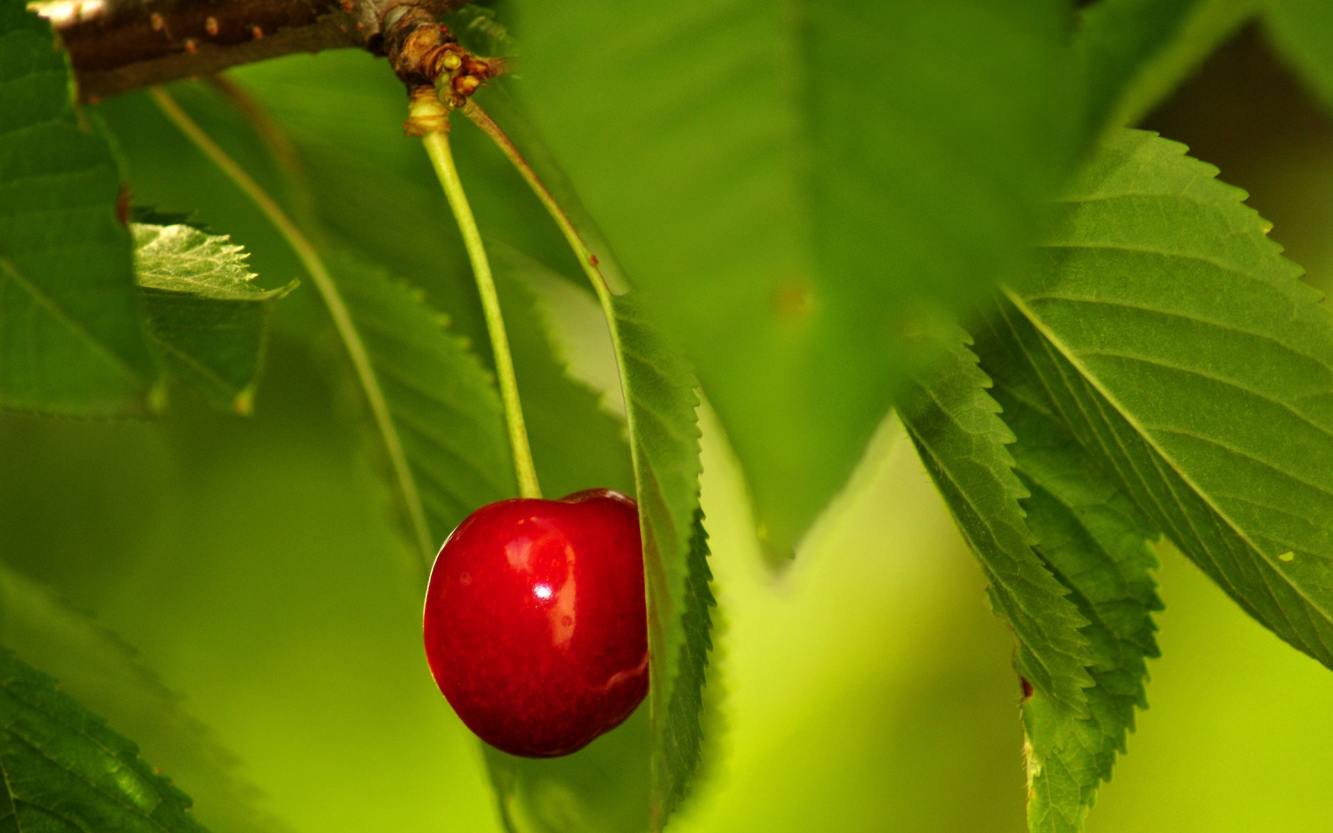 berry cherry red ripe lonely leaves green