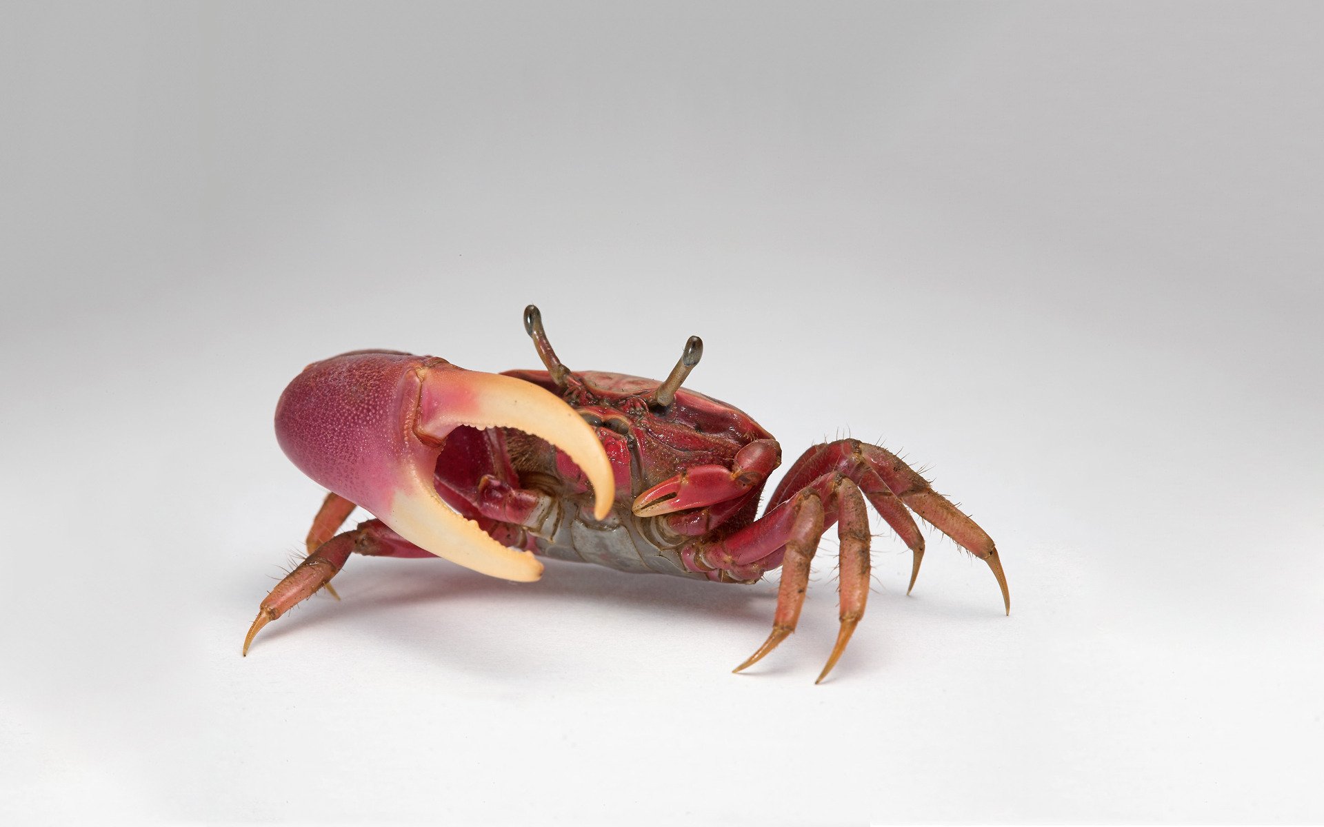 crabe griffe appétissant repas rouge