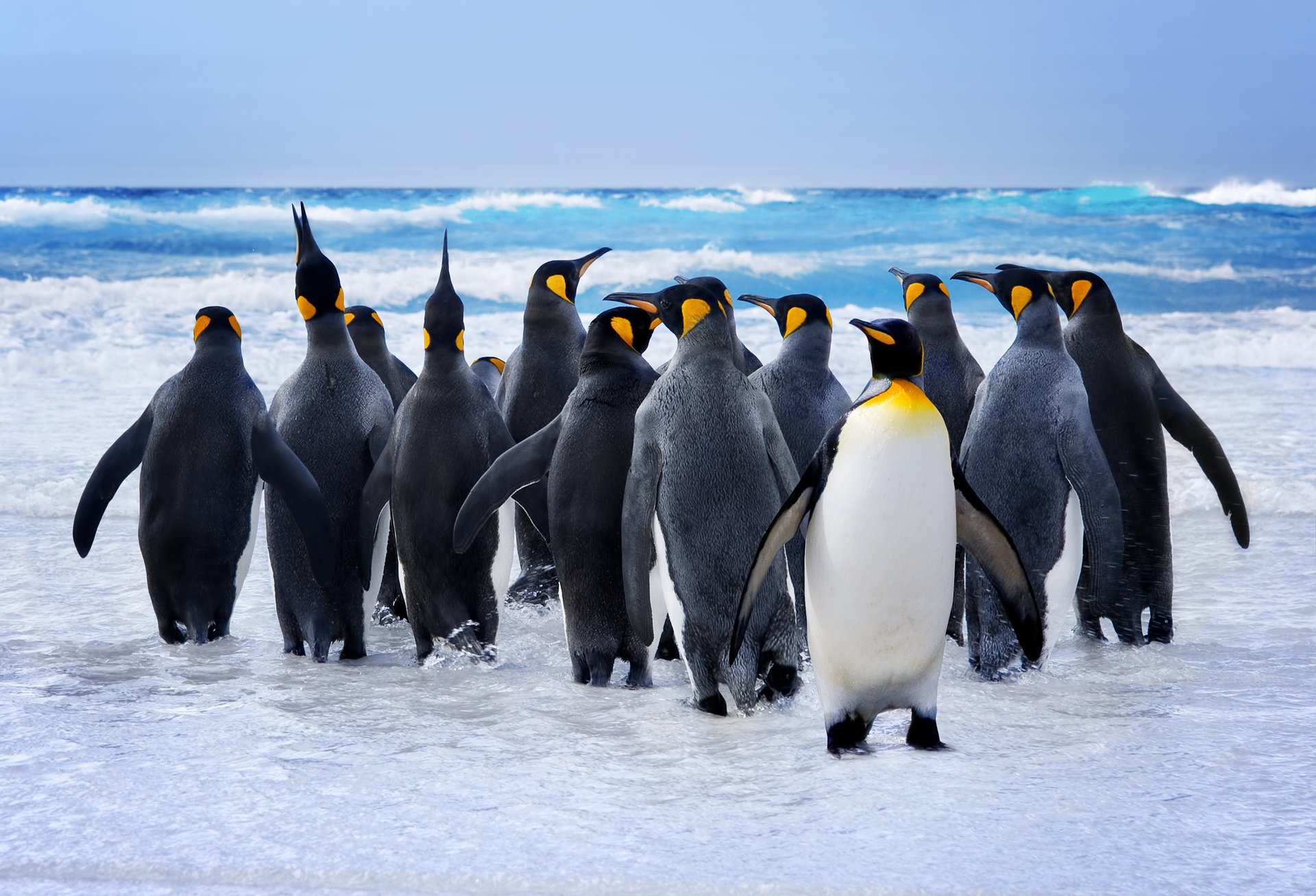 pinguine vögel wasser baden