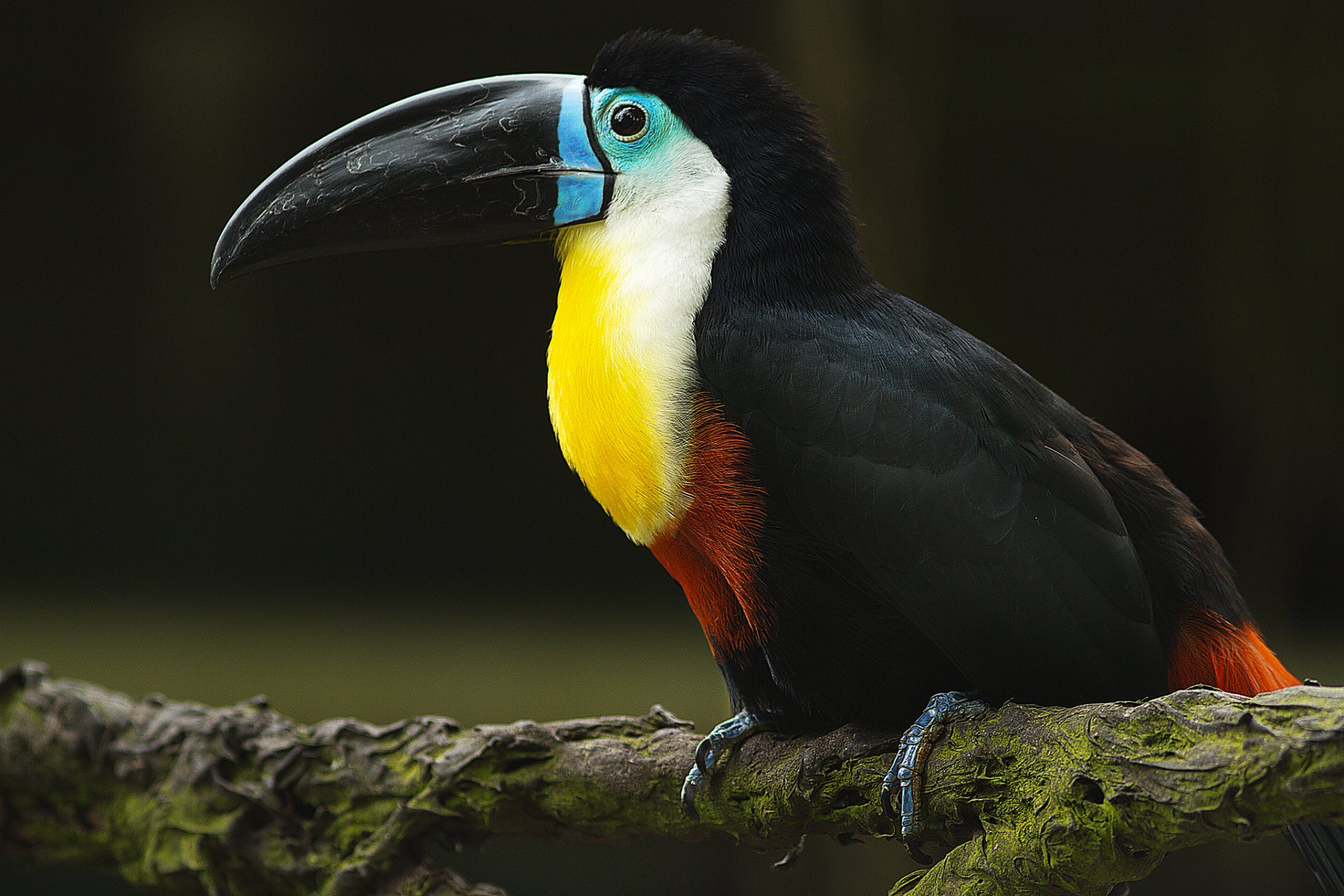 uccello becco ramo tucano