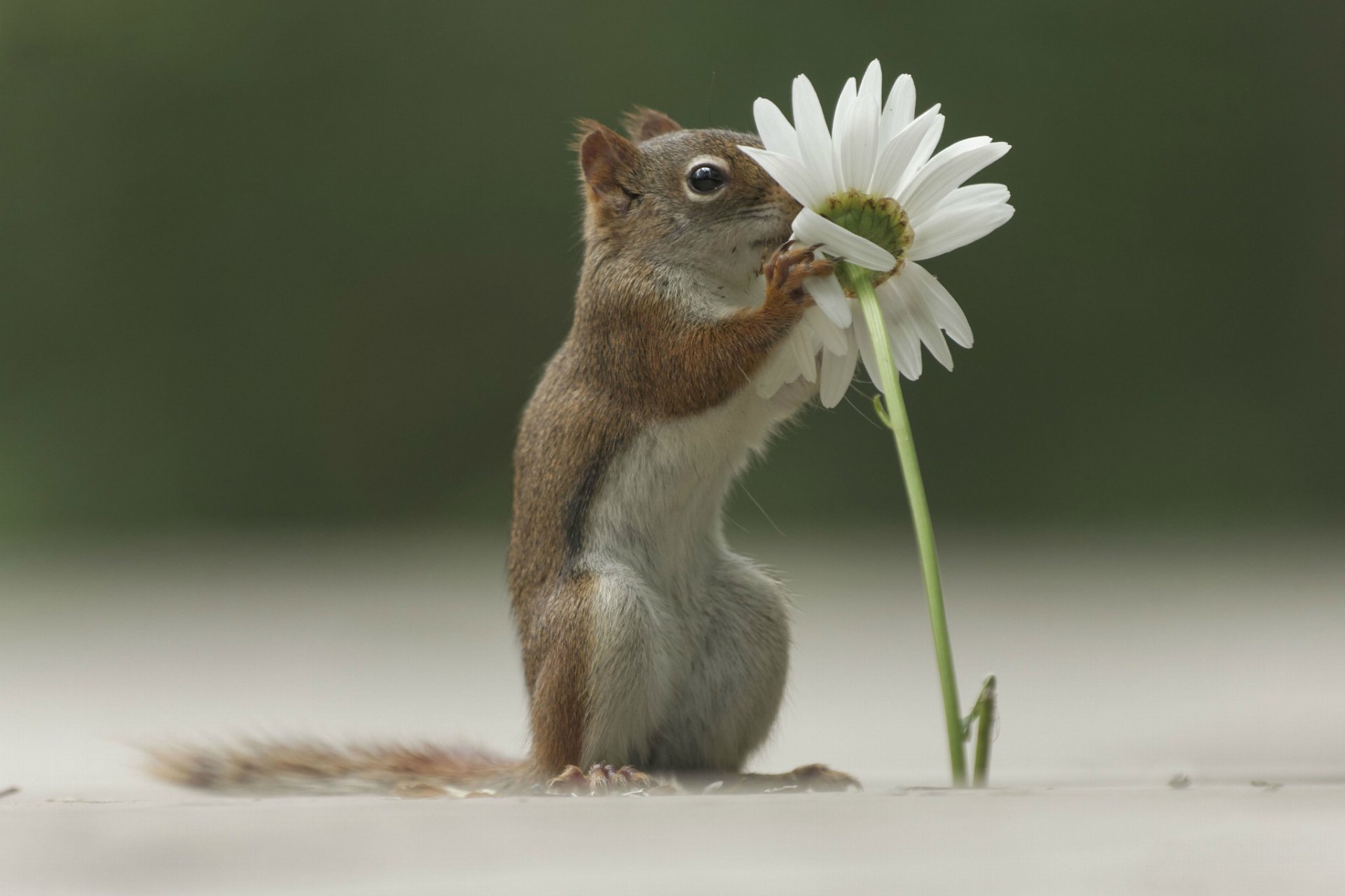 amy squirrel flower chamomile grass forest