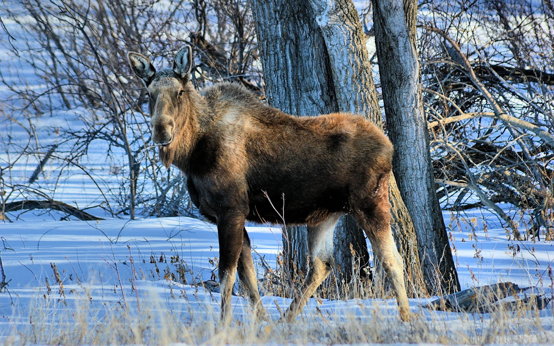 alce natura sfondo