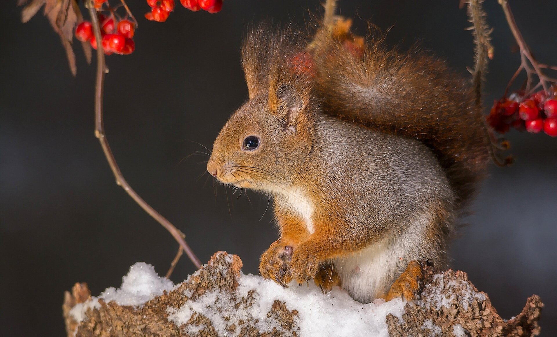 protein red berries rowan branches snow