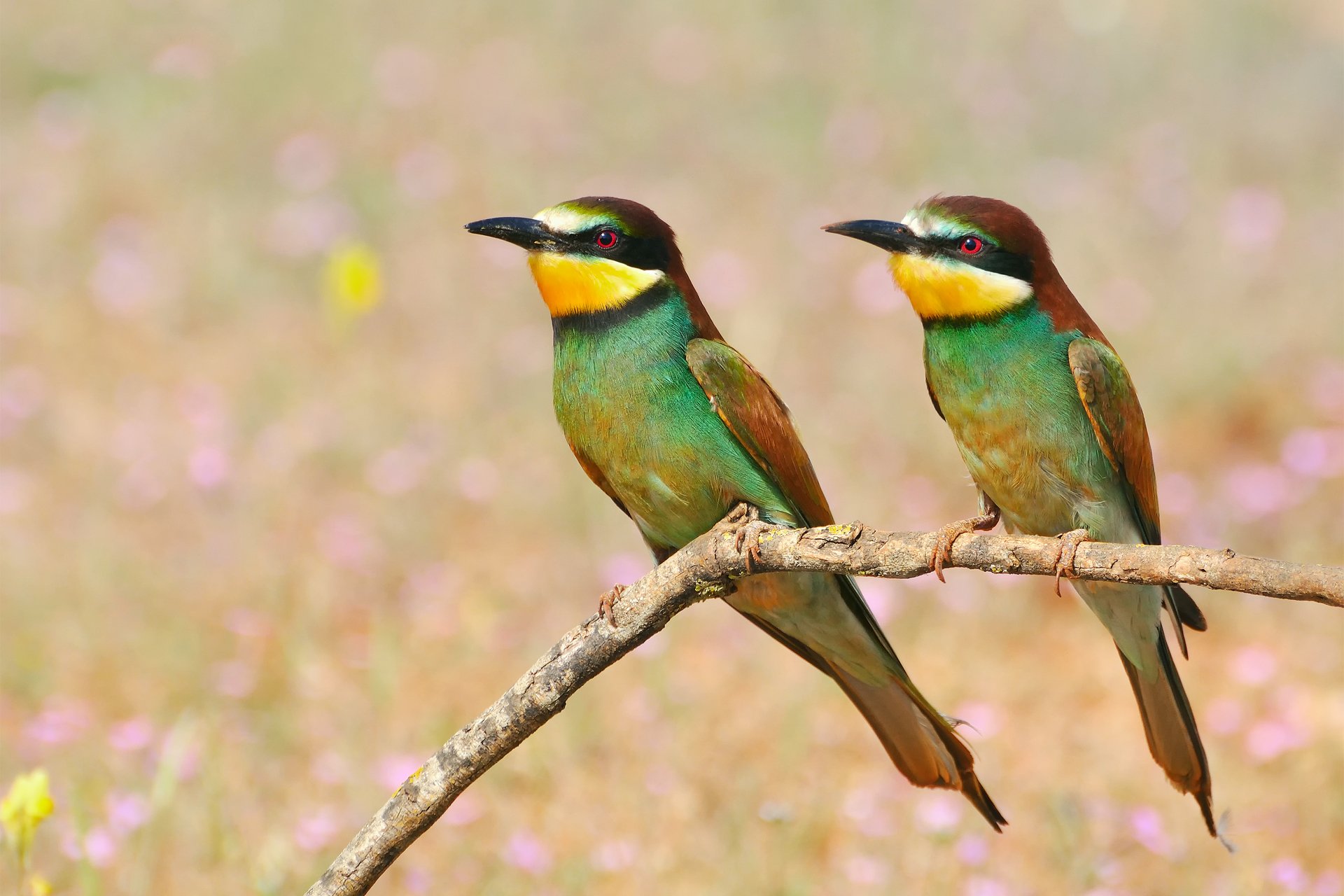 oiseaux mangeurs d abeilles brochet doré branche