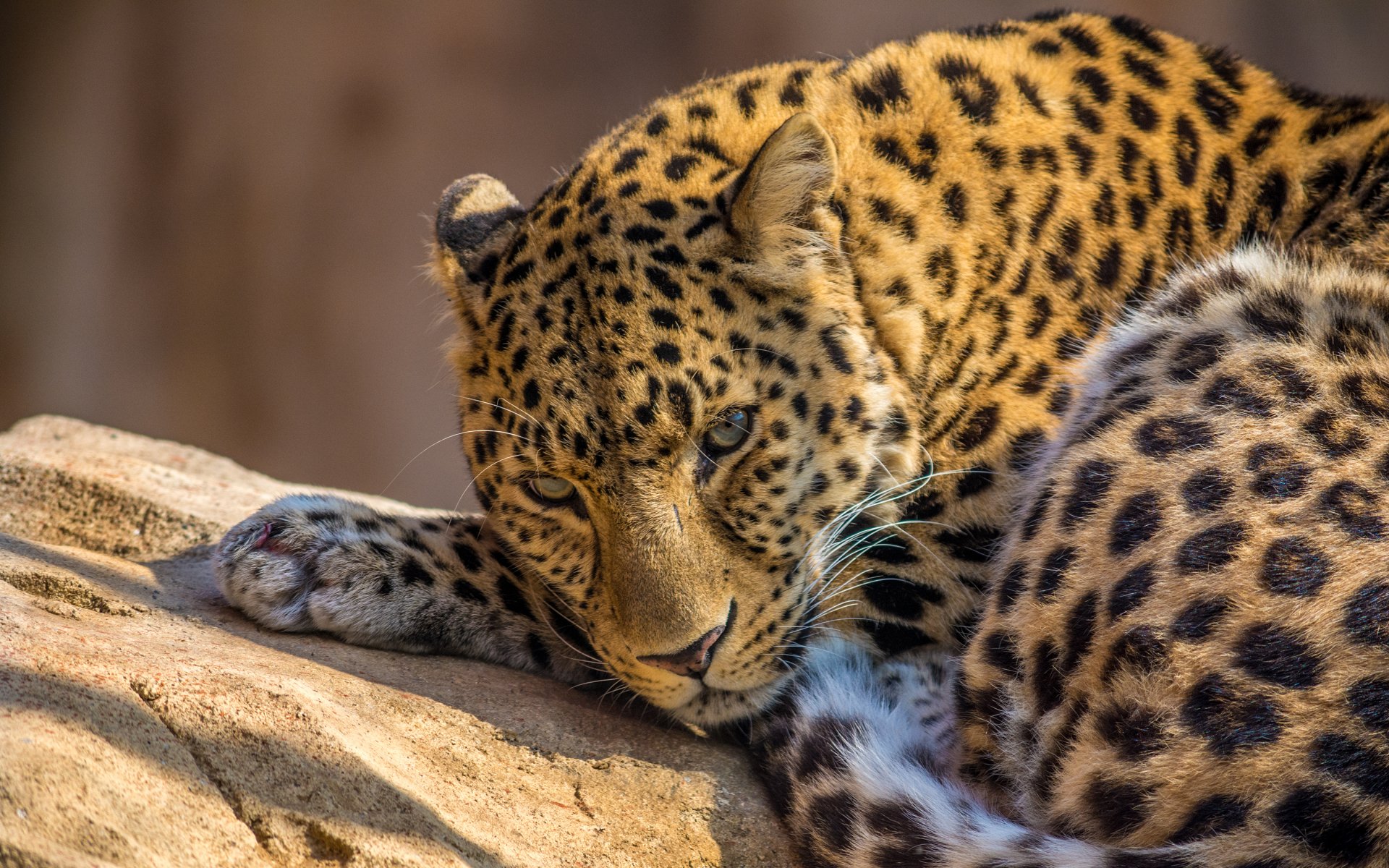 leopard raubtier zoo tiere