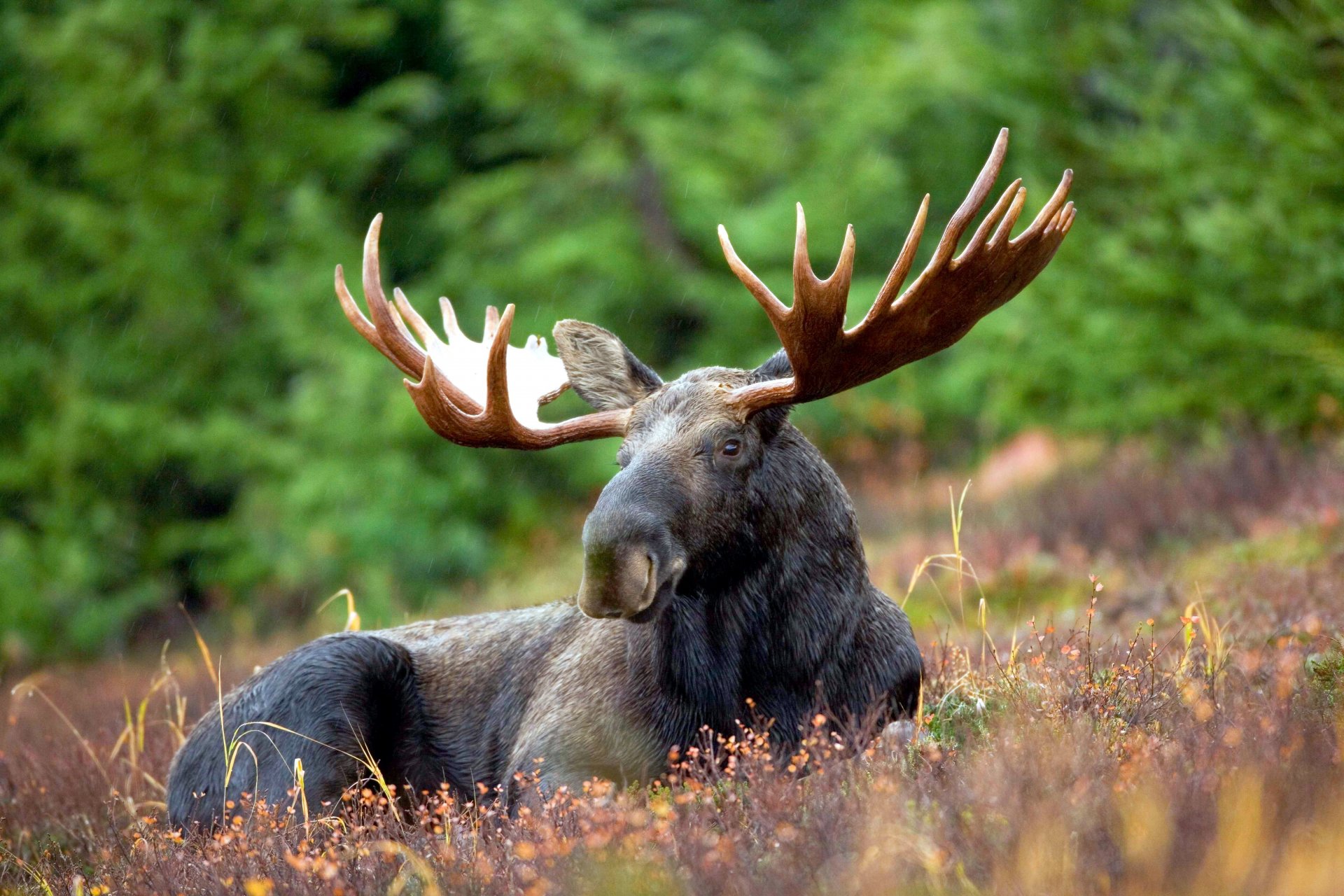 alces recreación hierba bosque lluvia ligera