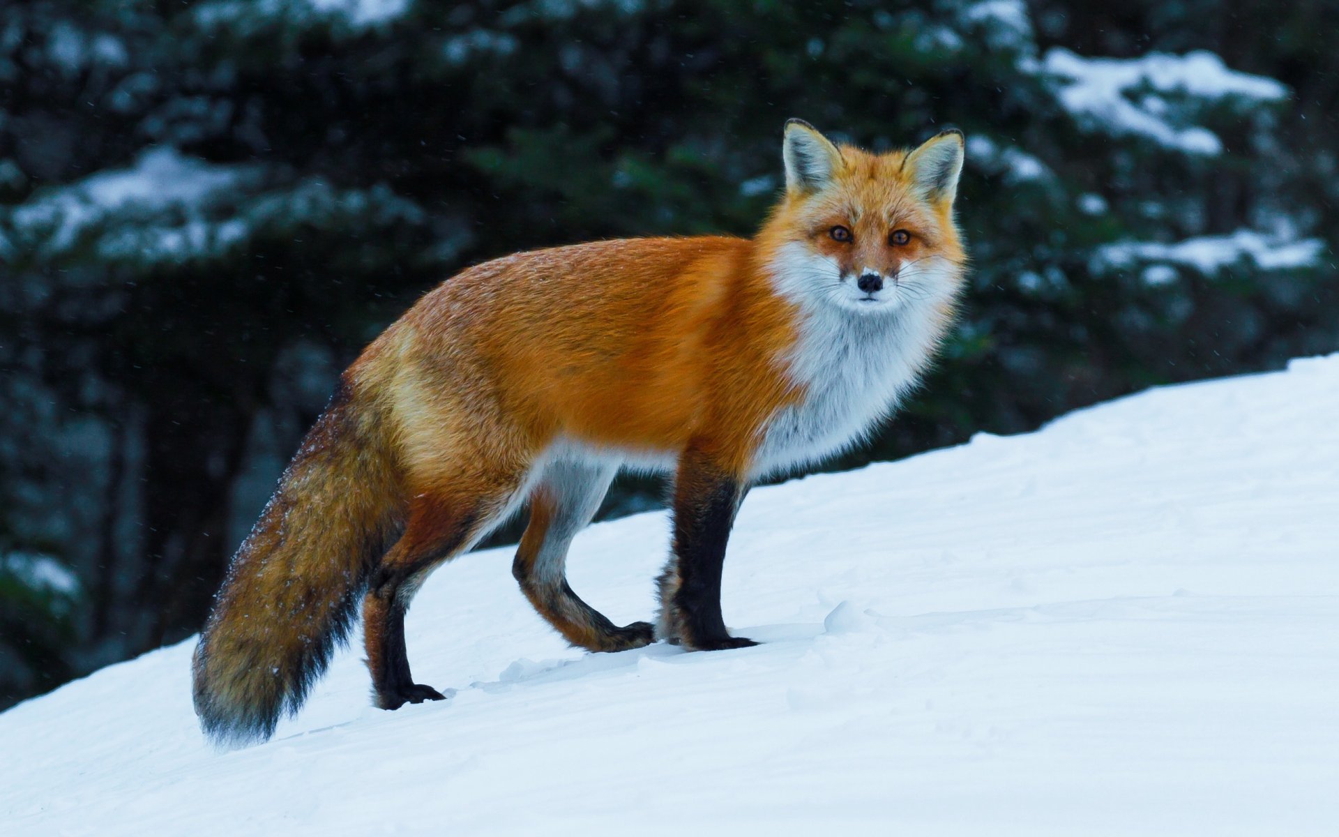 zorro zorro pelirroja invierno nieve