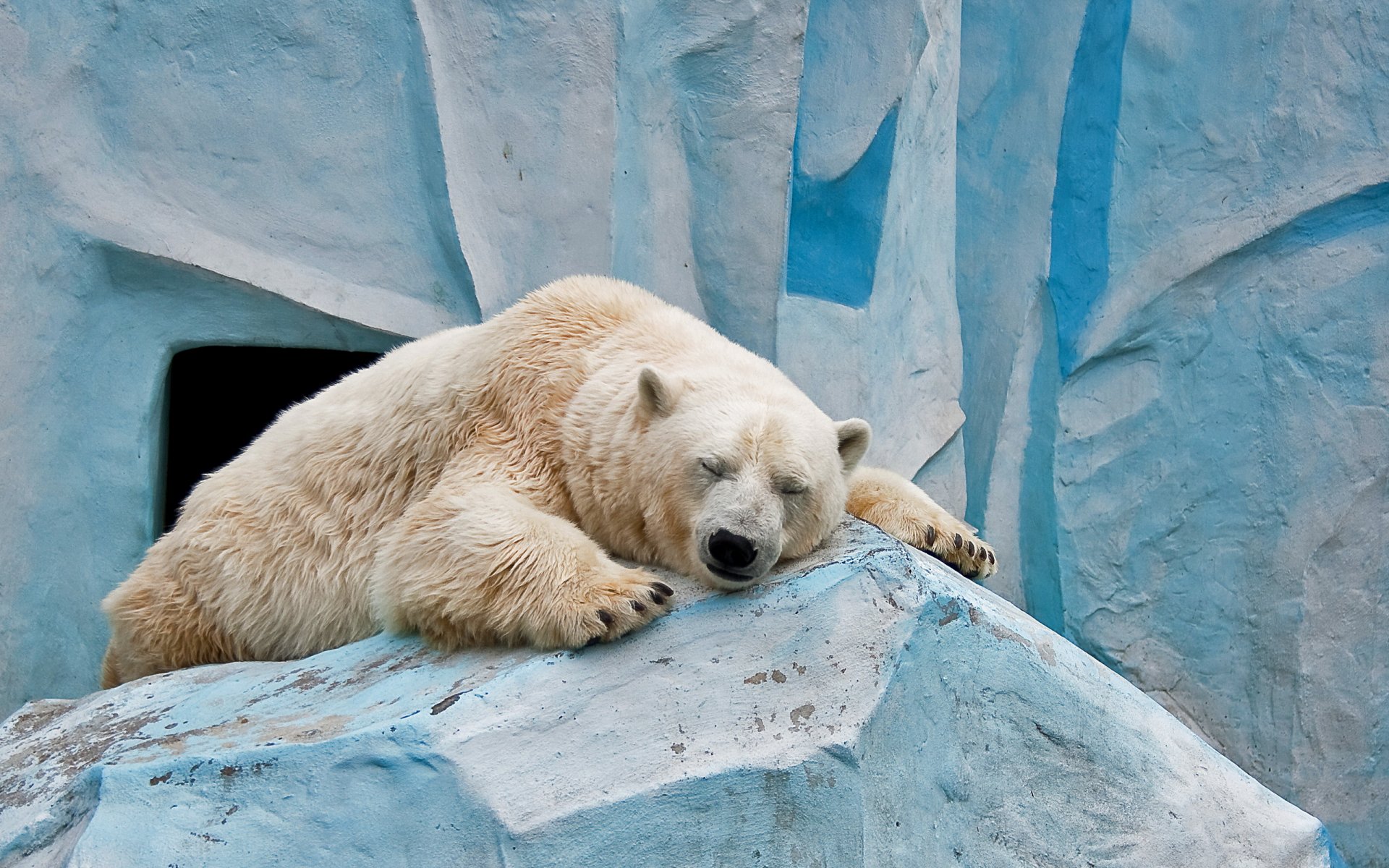 niedźwiedź poza zoo