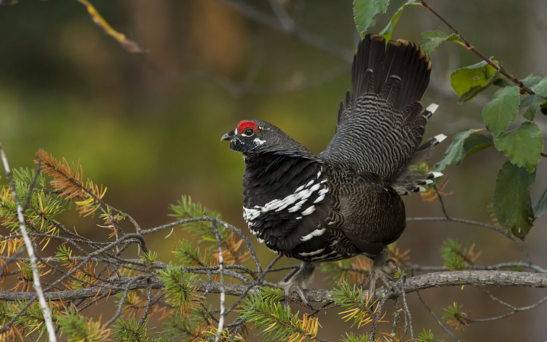 canadian spruce grouse poultry branche