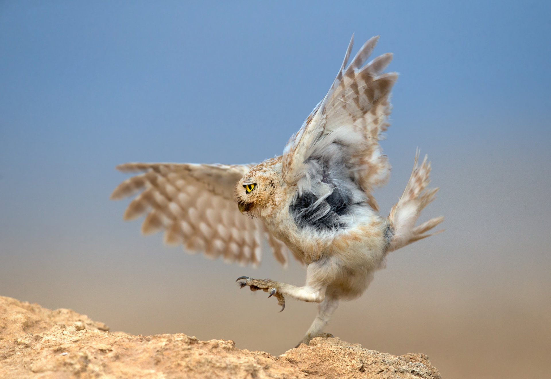 oiseau hibou prédateur chasse danse autour du serpent