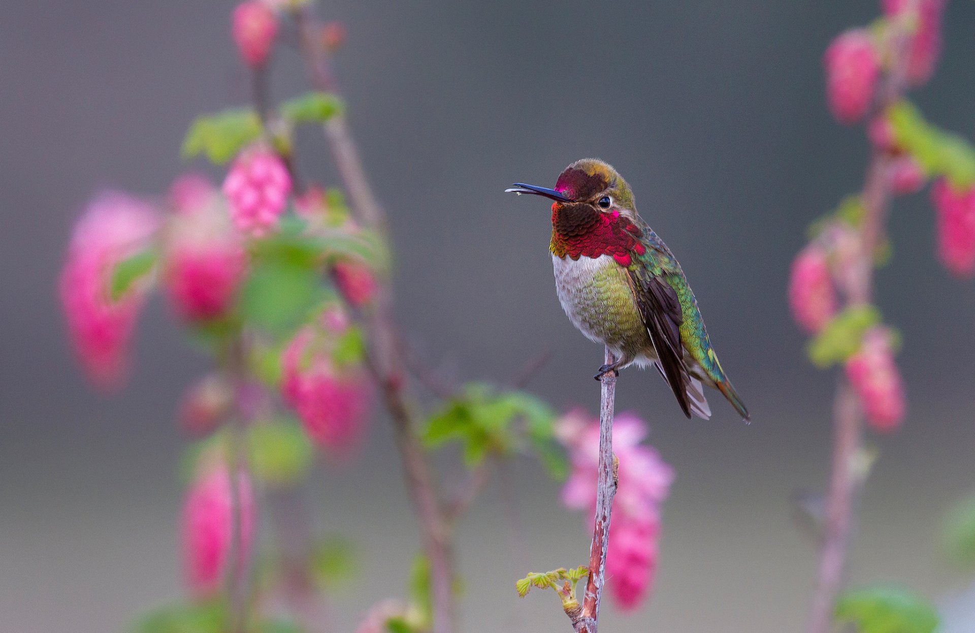 uccello colibrì becco piume ramo