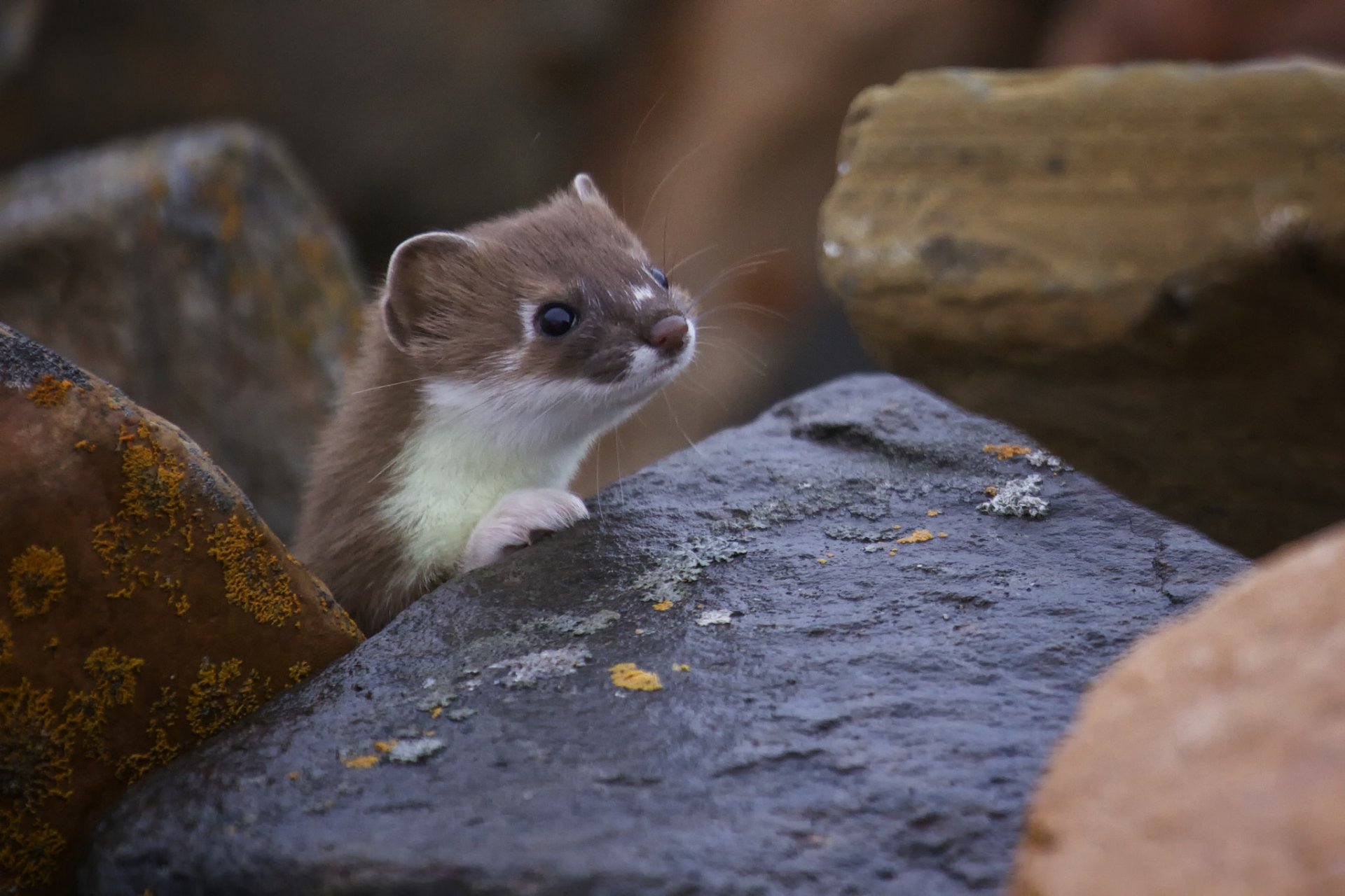 weasel ferret snout nature stone