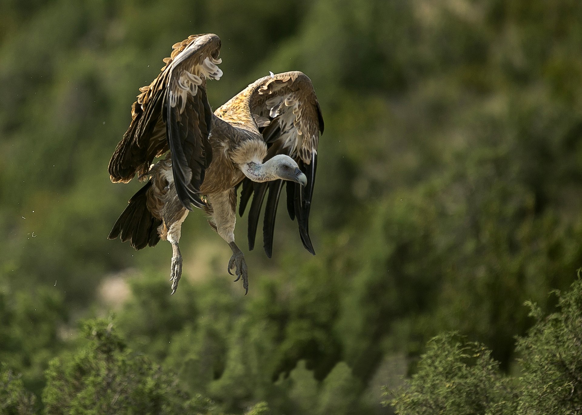 pájaro buitre depredador en vuelo