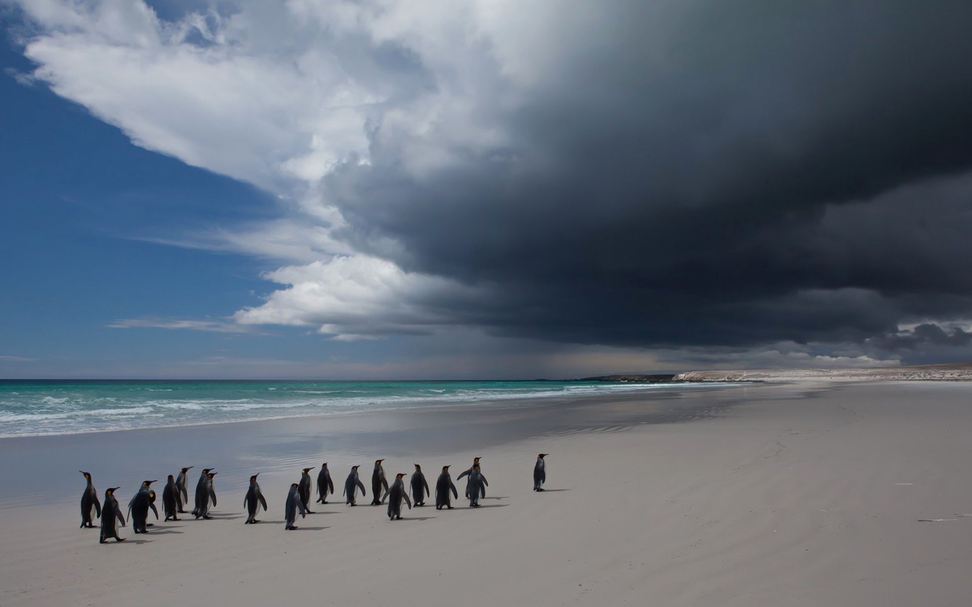 penguins poultry sky clouds sea landscape