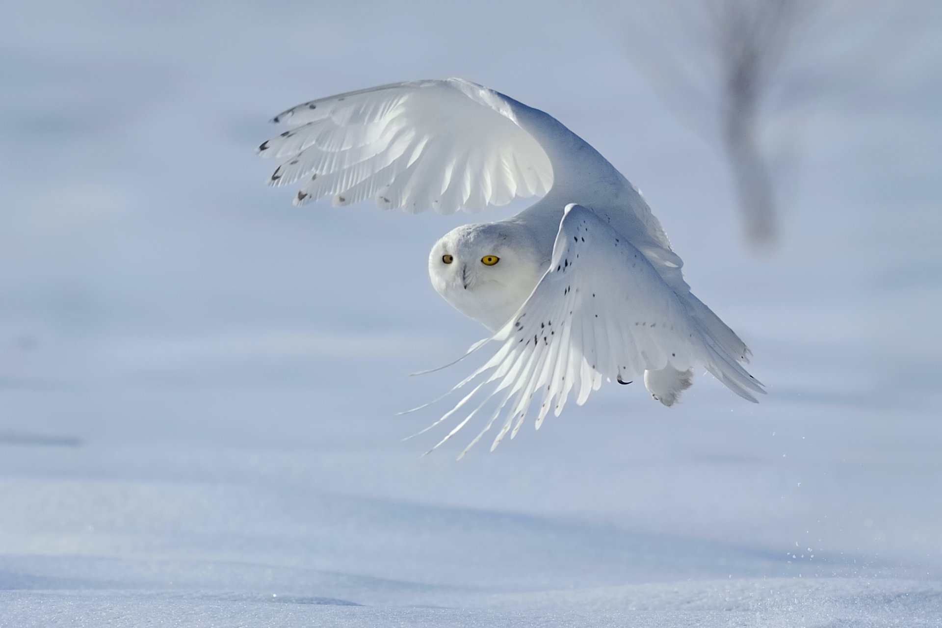 vogel weiße eule polareule bubo scandiacus nyctea scandiaca winter schnee