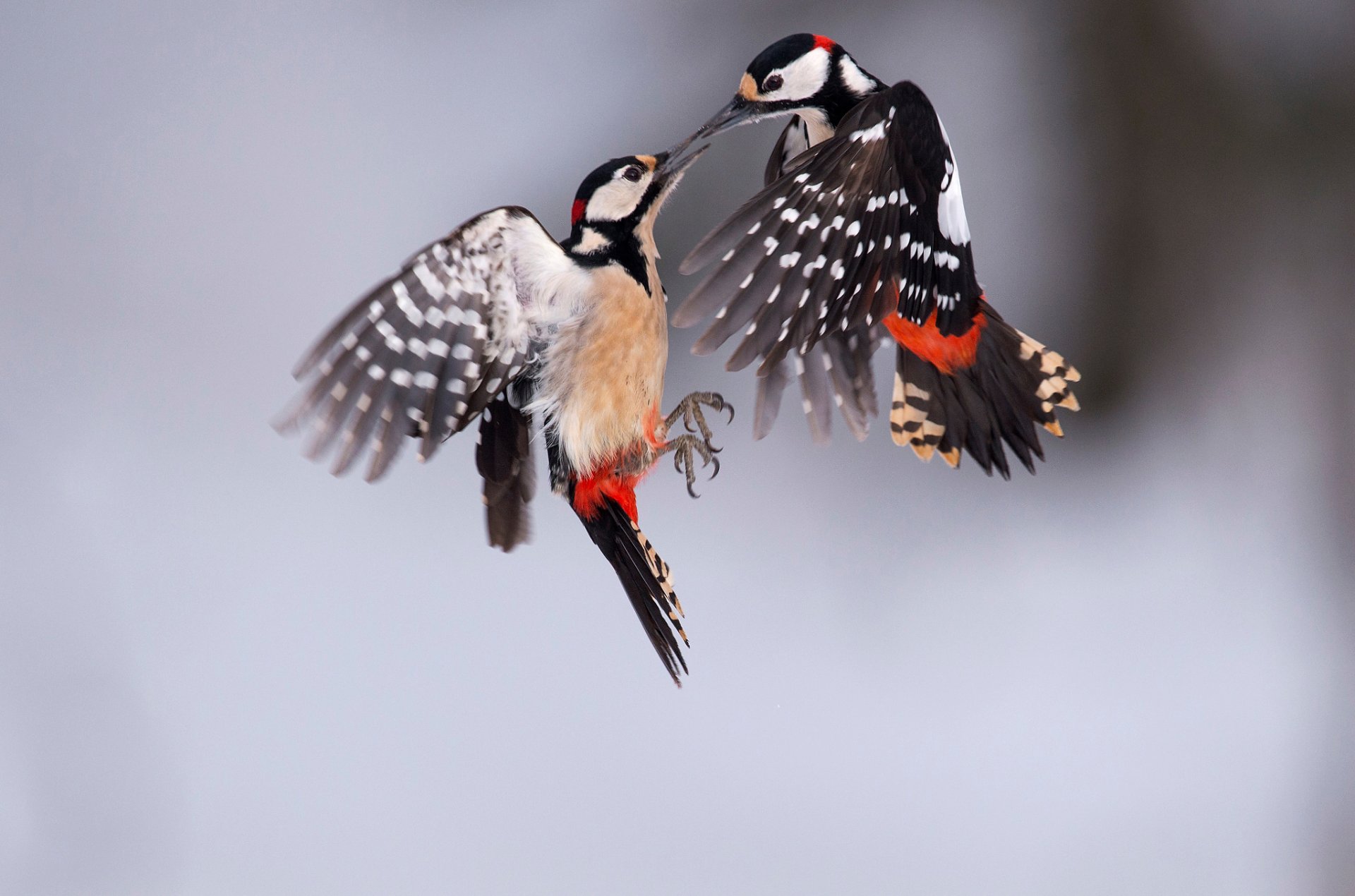 pájaros gran pájaro carpintero abigarrado dos