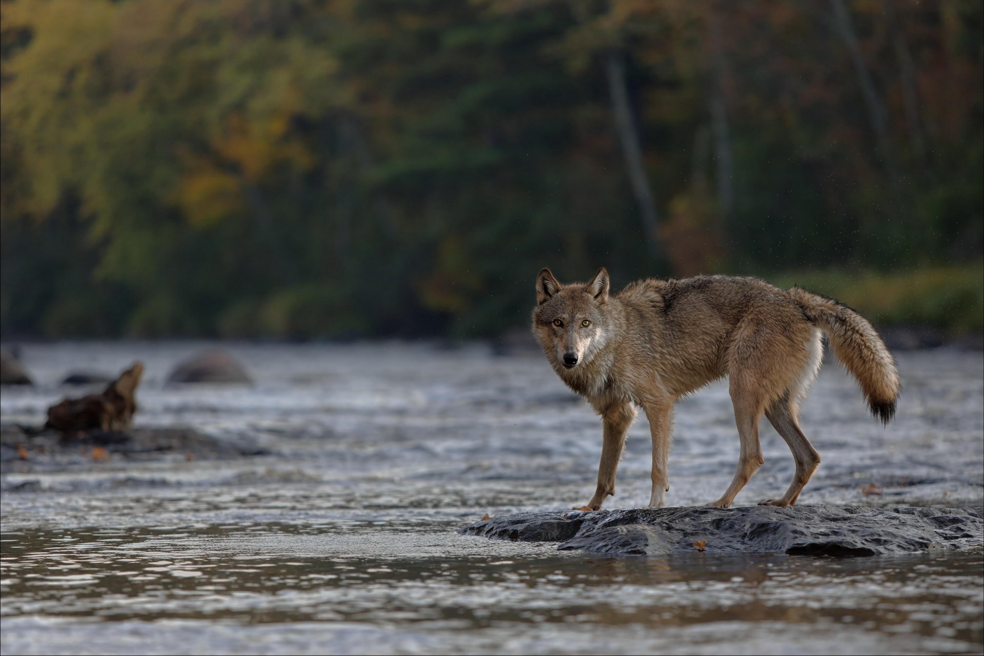 wald fluss wolf blick