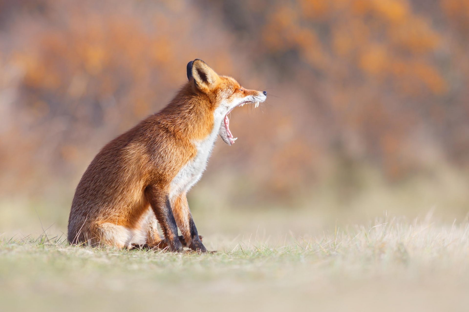 renard rousse bâille bouche nature