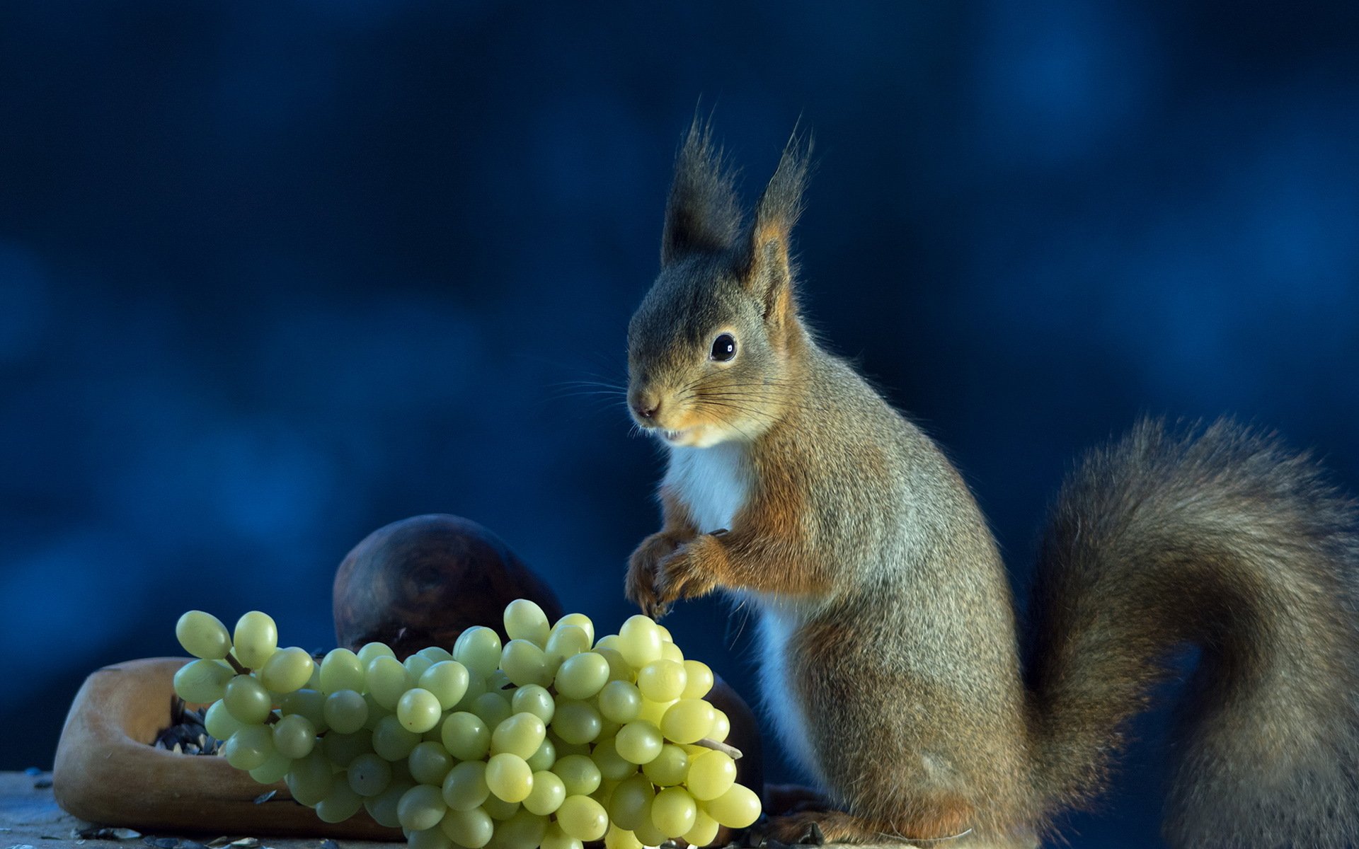 écureuil gris raisin fond