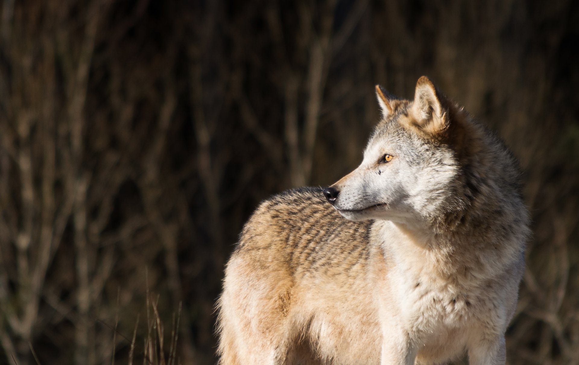 wolf raubtier blick