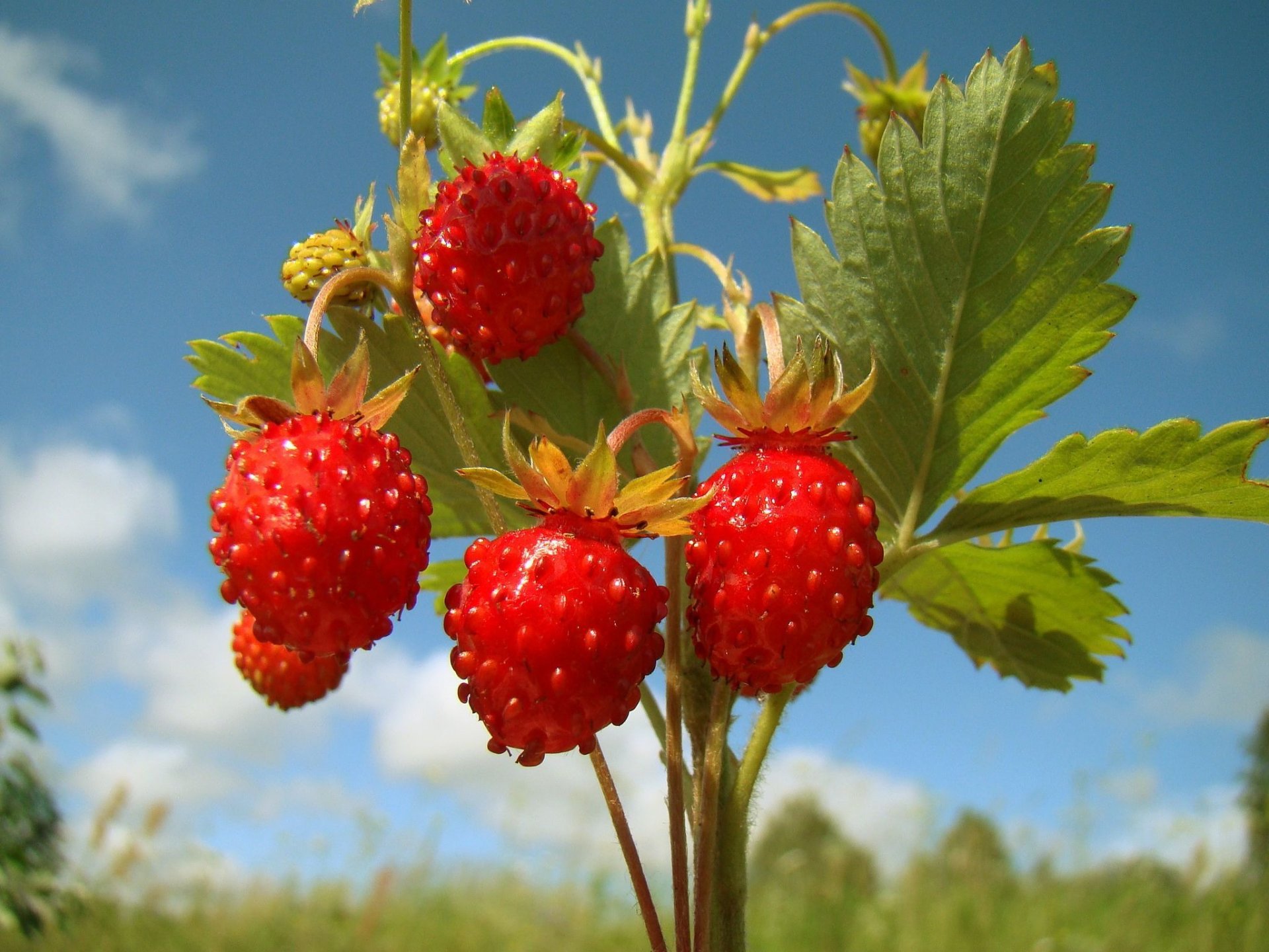 natur erdbeeren hintergrundbilder