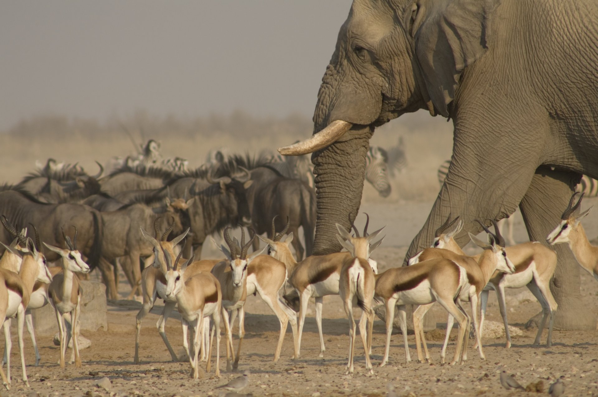 etosha national park savannah elephant antelope steps animal