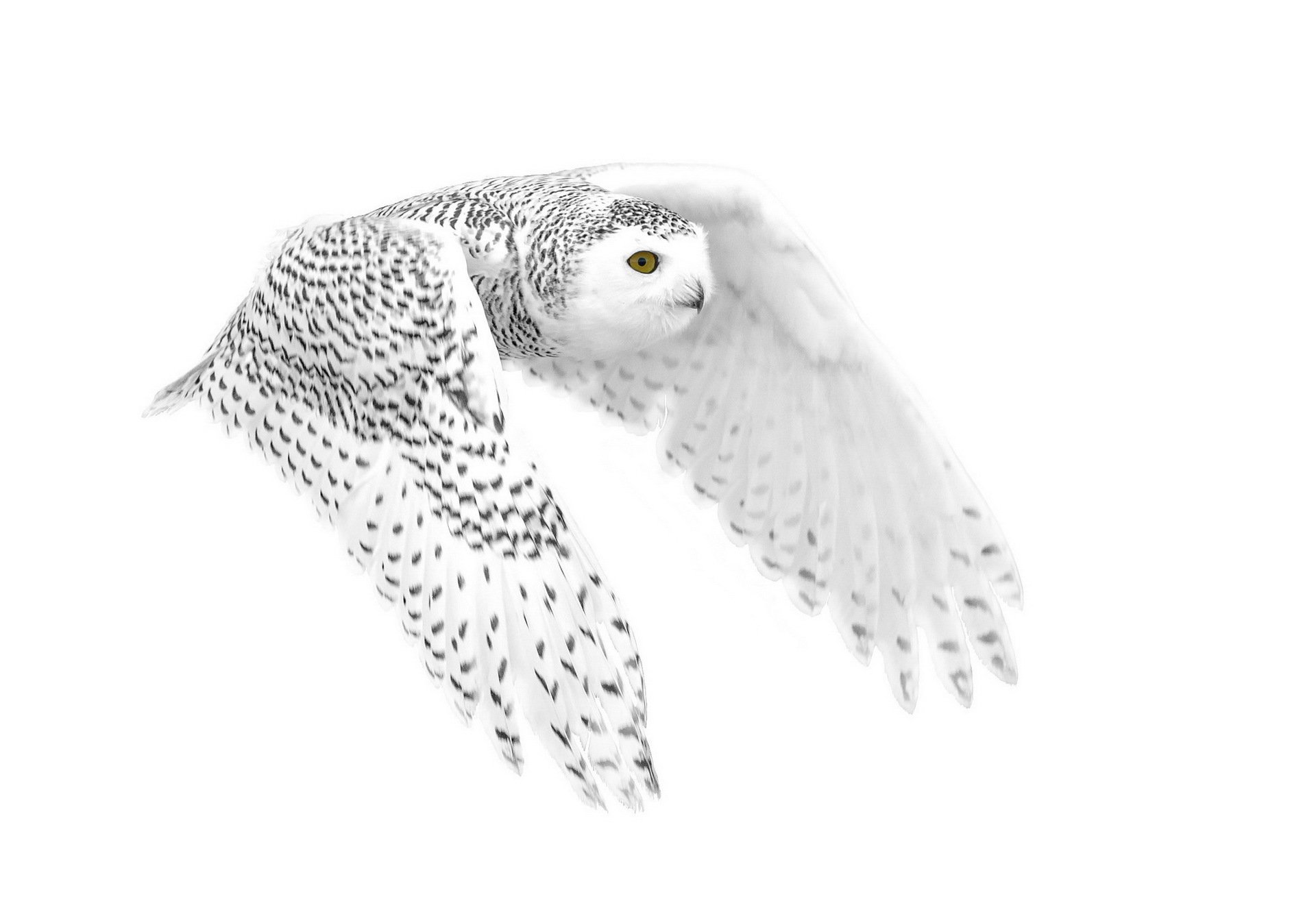 owl polar background