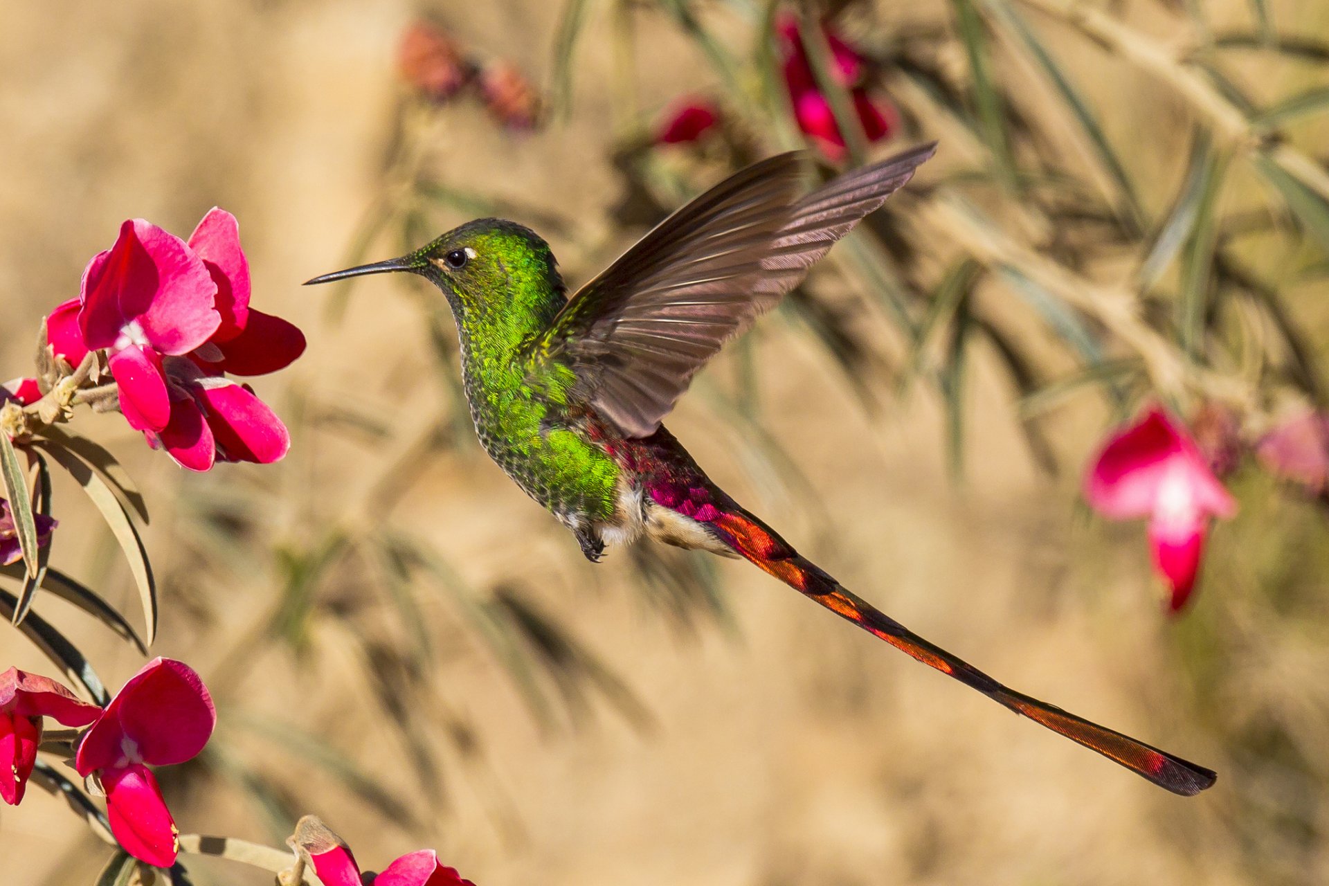 hummingbird poultry beak wings tail flower