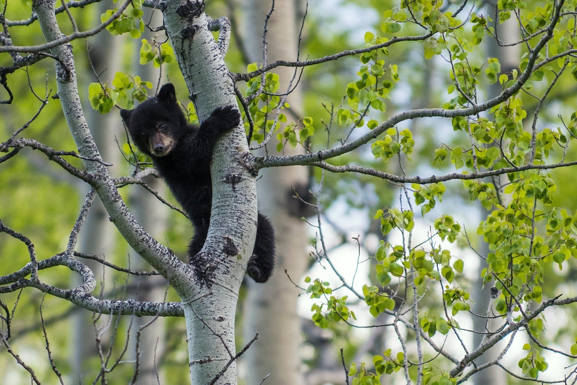 bear bear cub tree on a tree