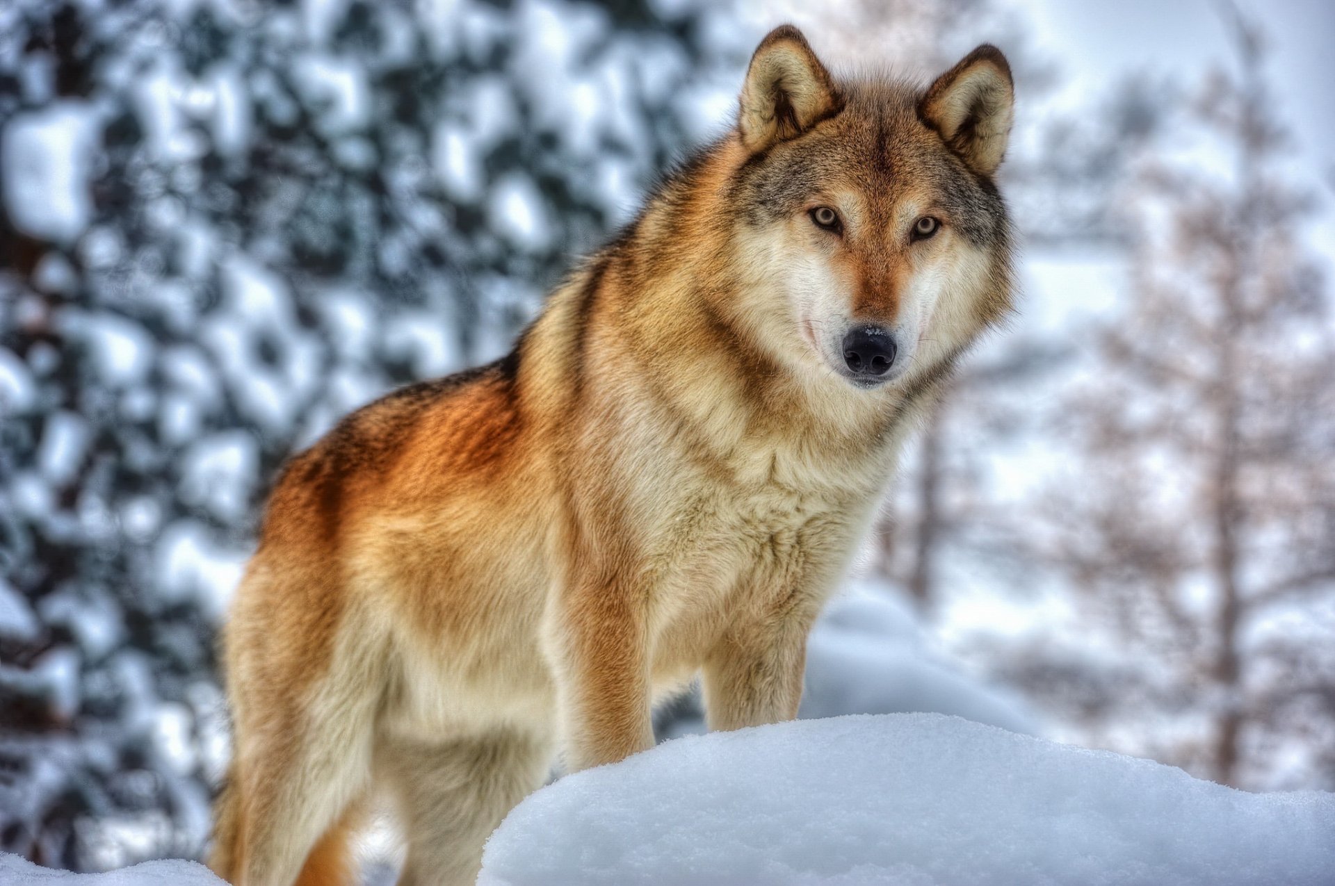 lobo depredador hocico piel invierno