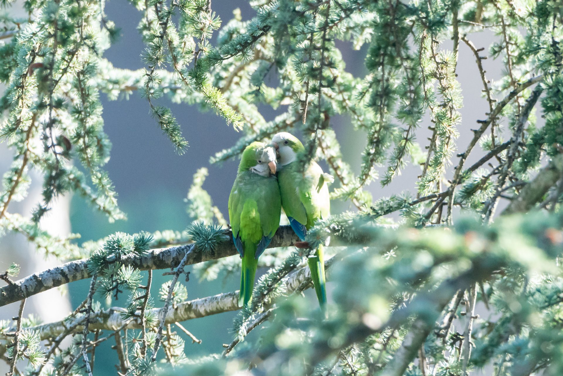 pappagalli uccelli coppia verde